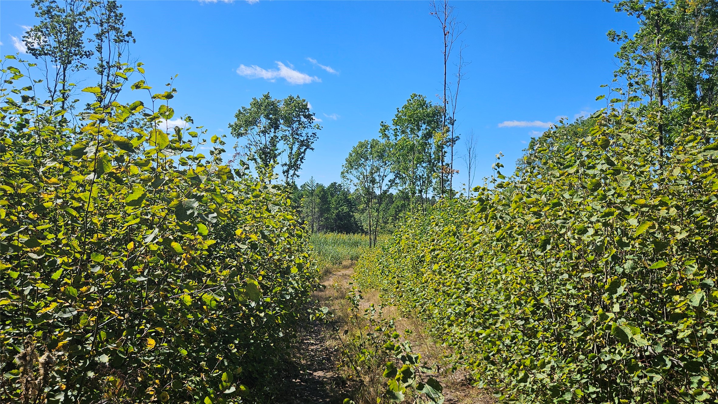 Lot 3 Larson Road Property Photo 19