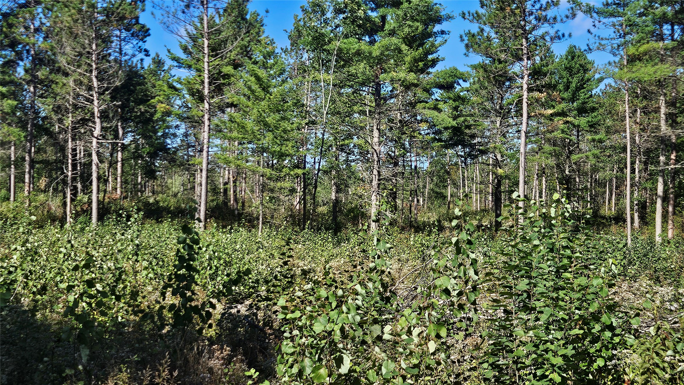 Lot 7 Larson Road Property Photo 30