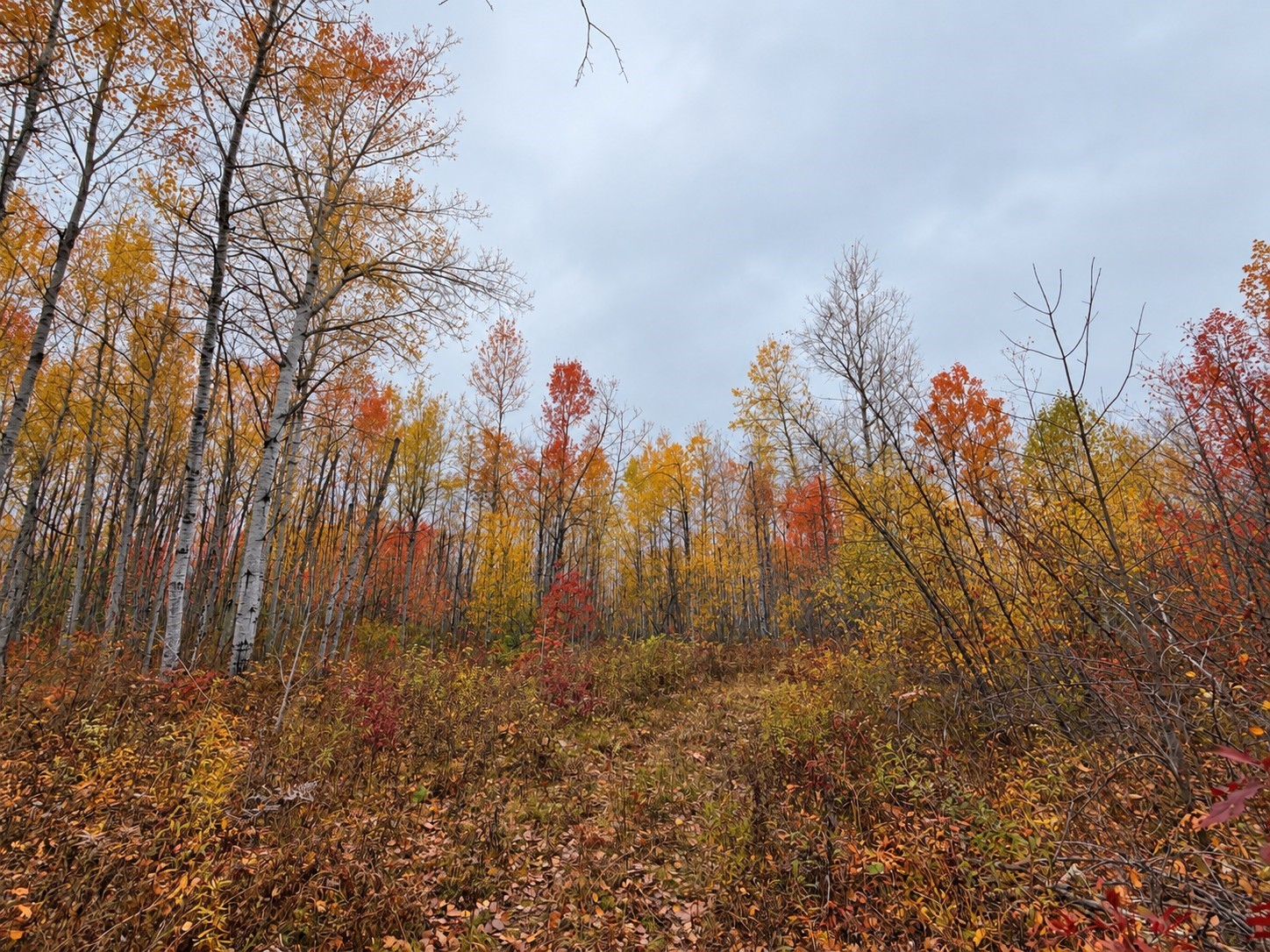 Tbd Swedish Highway Property Photo 24