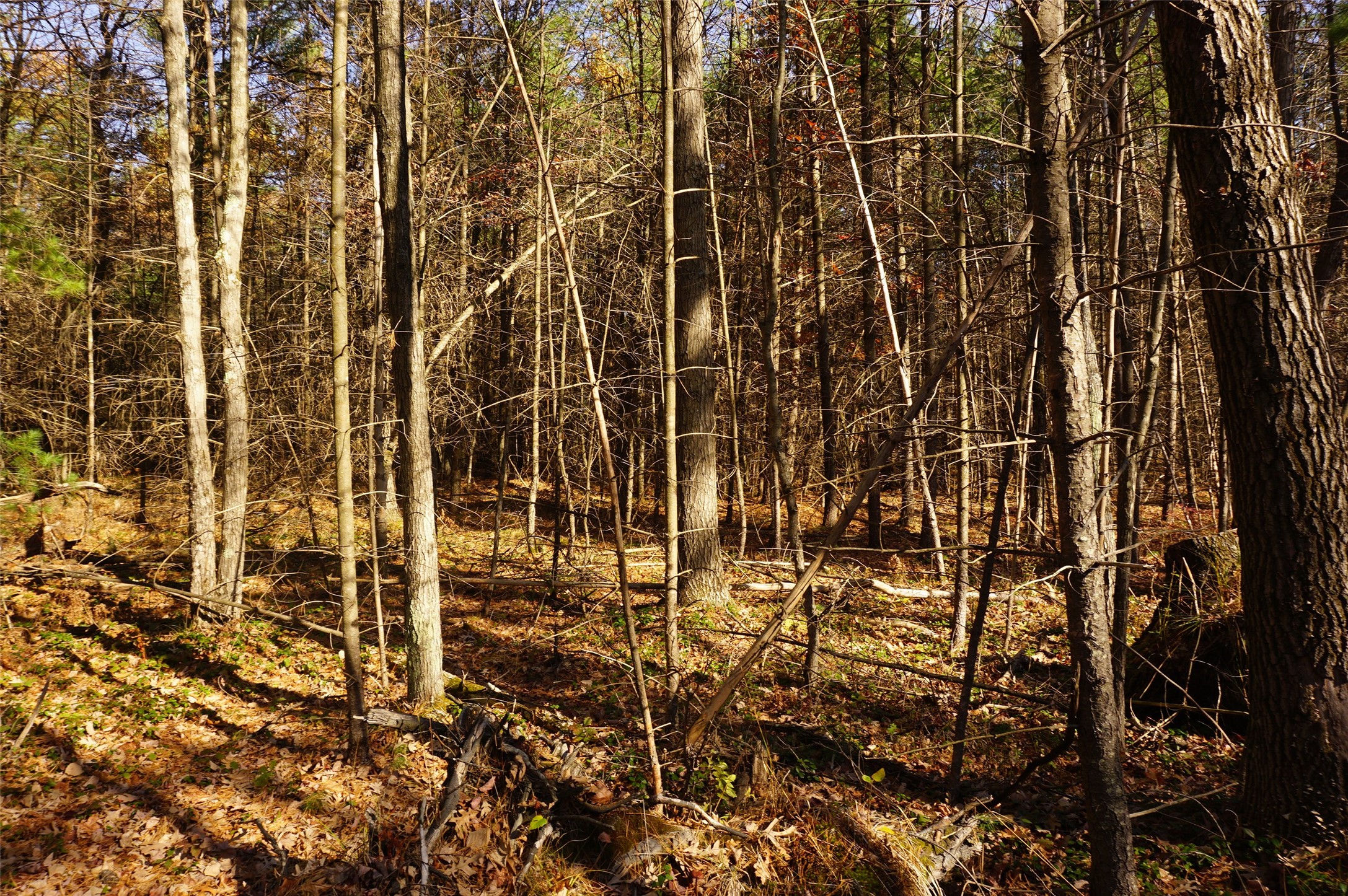 Lot 6 County Rd J Property Photo 4