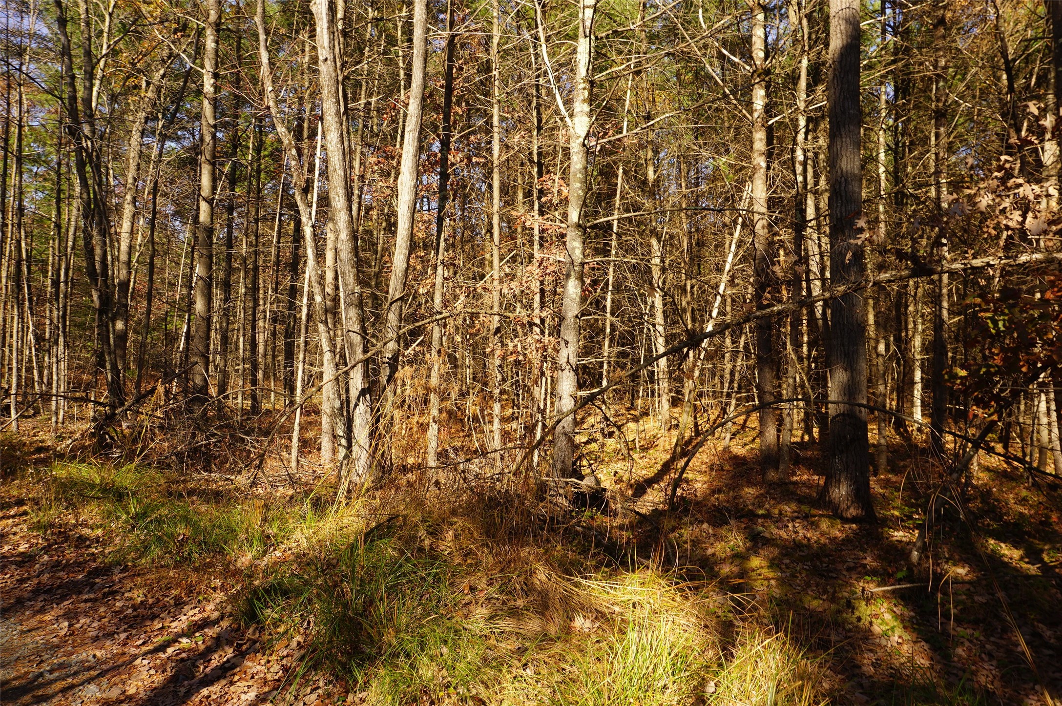 Lot 6 County Rd J Property Photo 5