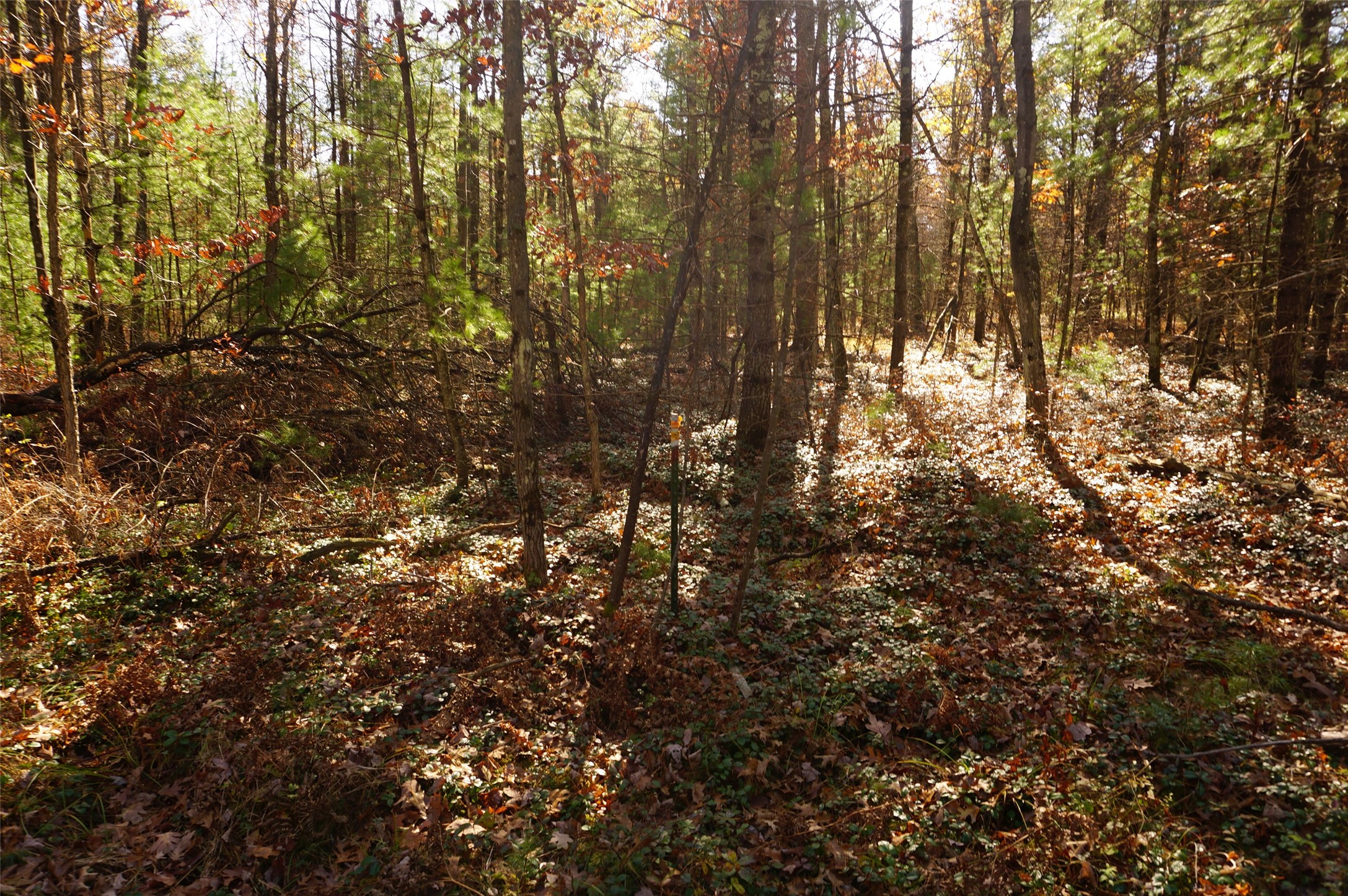 Lot 6 County Rd J Property Photo 7