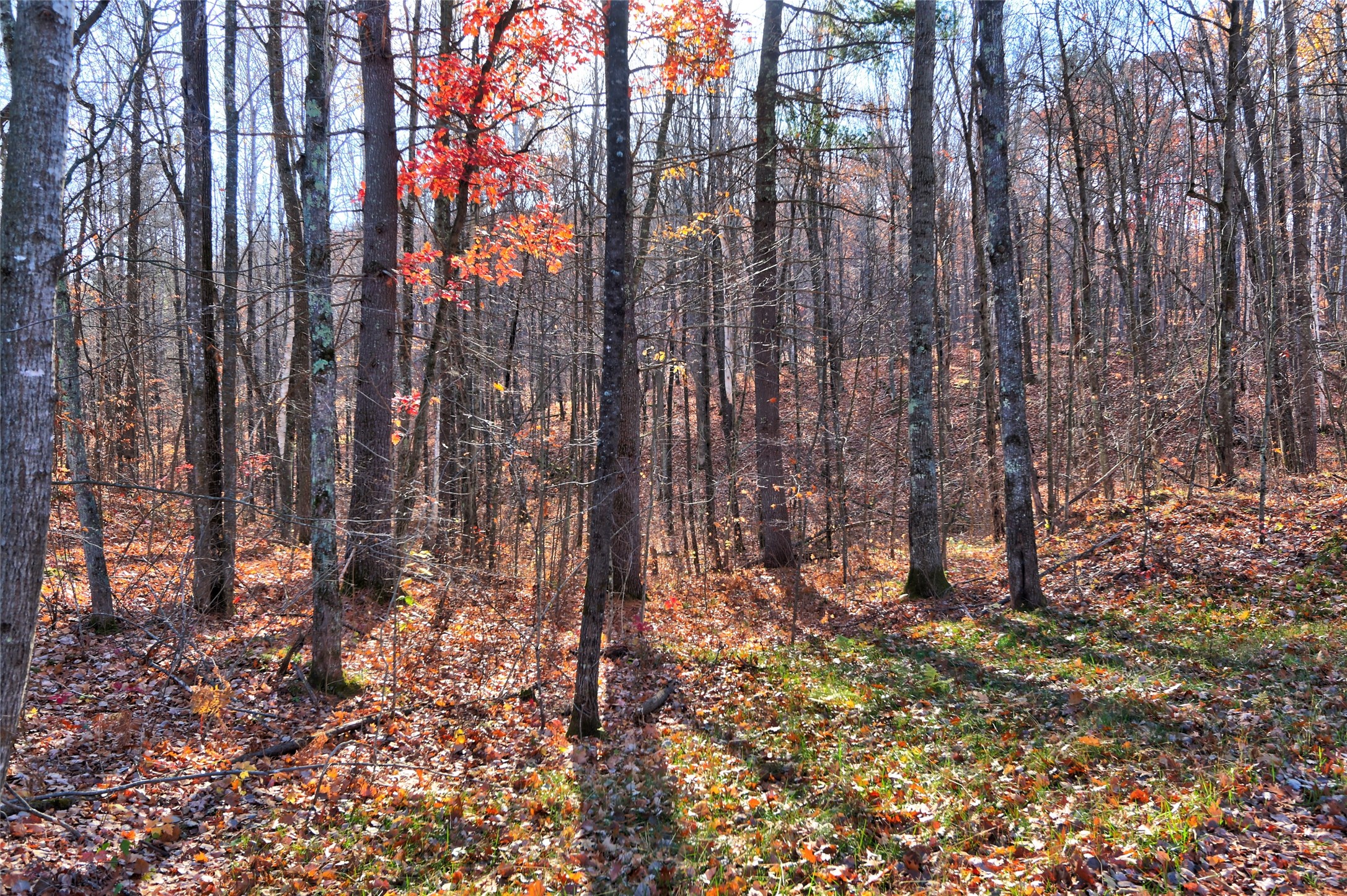 11369n Vasa Road Property Photo 2