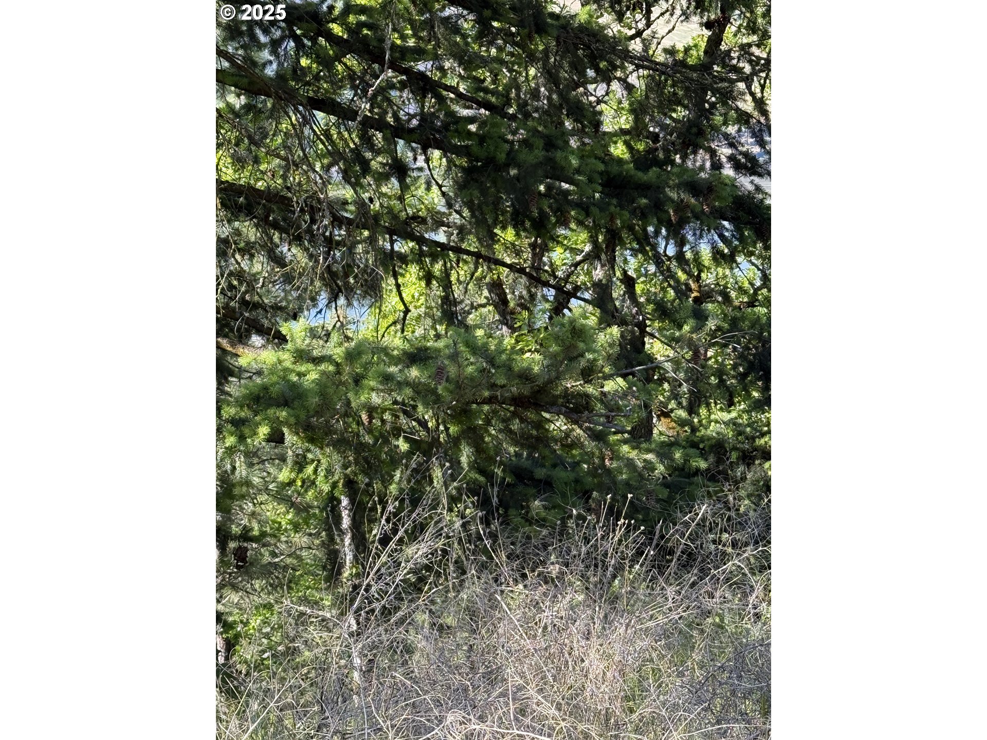 Coyote Ct Lot #44 Property Photo 7