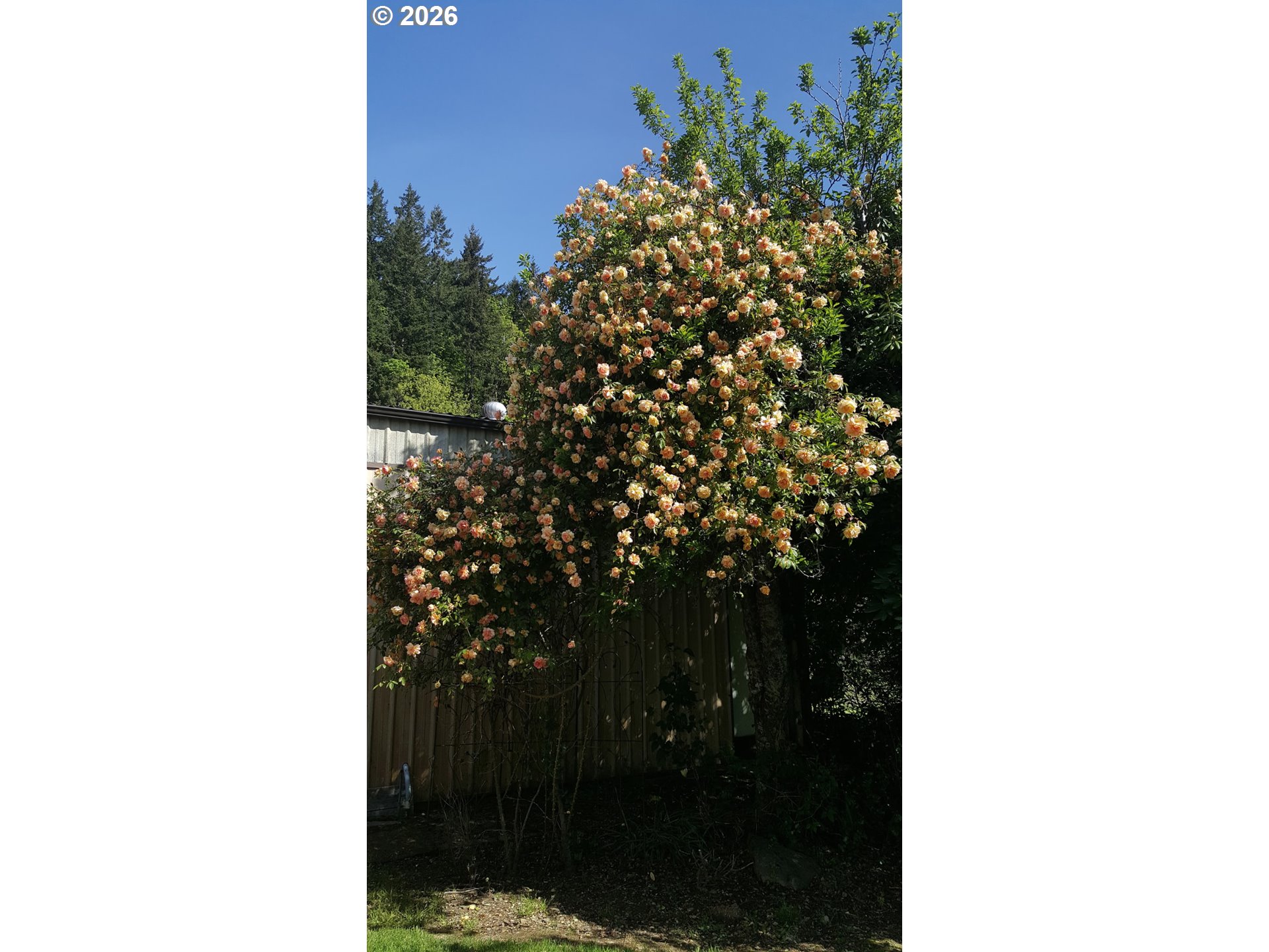 8136 Highway 126 Property Photo 10