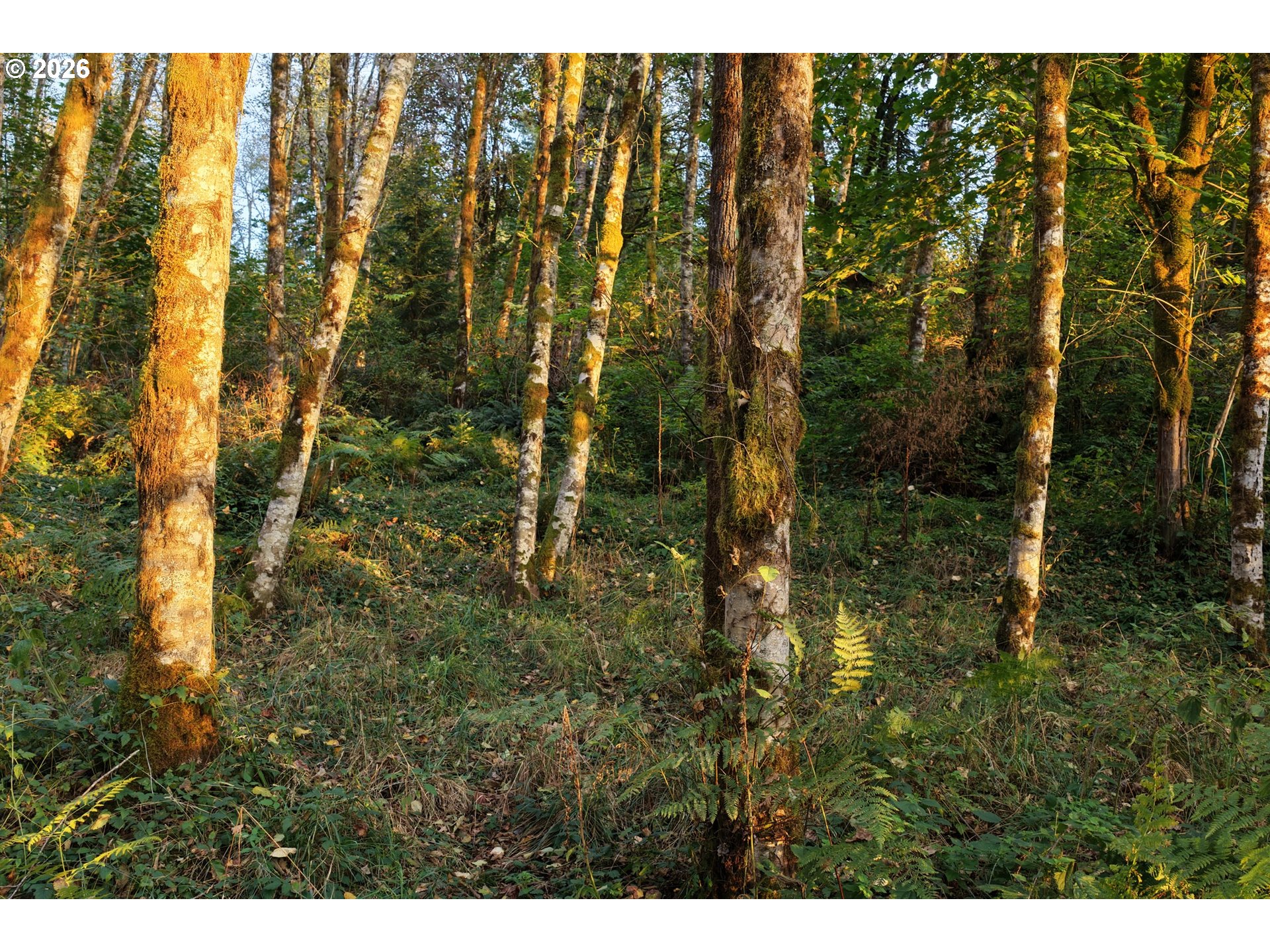 17808 Ne Cedar Creek Rd Property Photo 11
