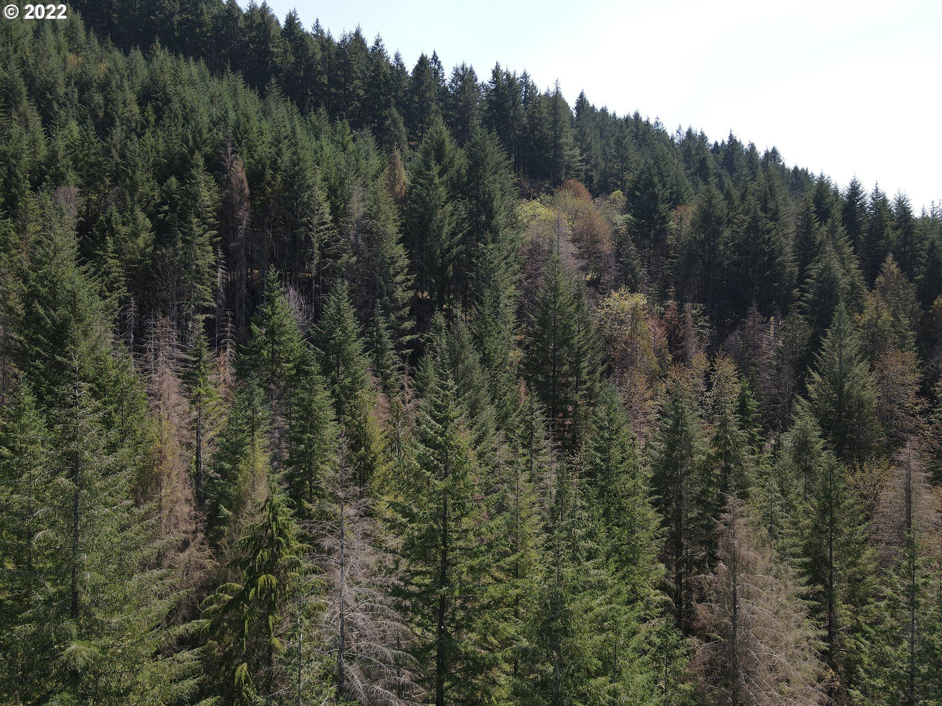 S Fork Molalla Rd Property Photo 5