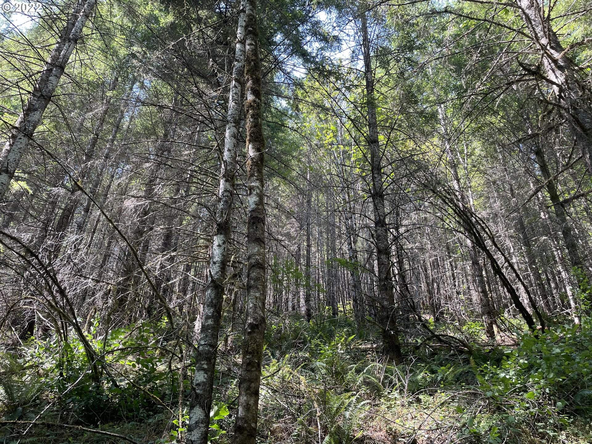 S Fork Molalla Rd Property Photo 9