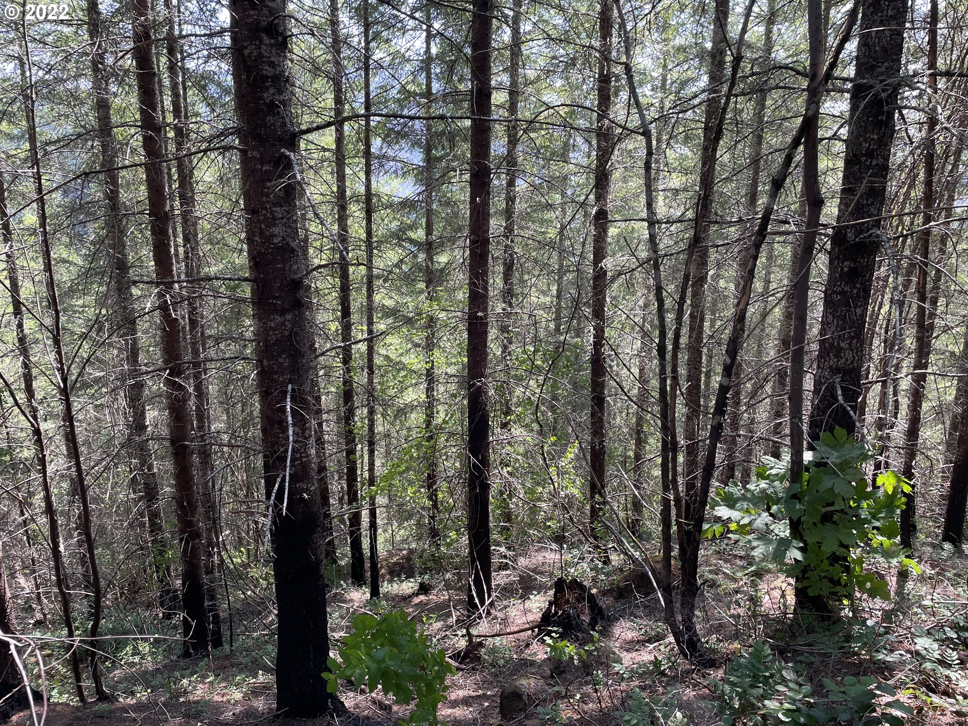 S Fork Molalla Rd Property Photo 10