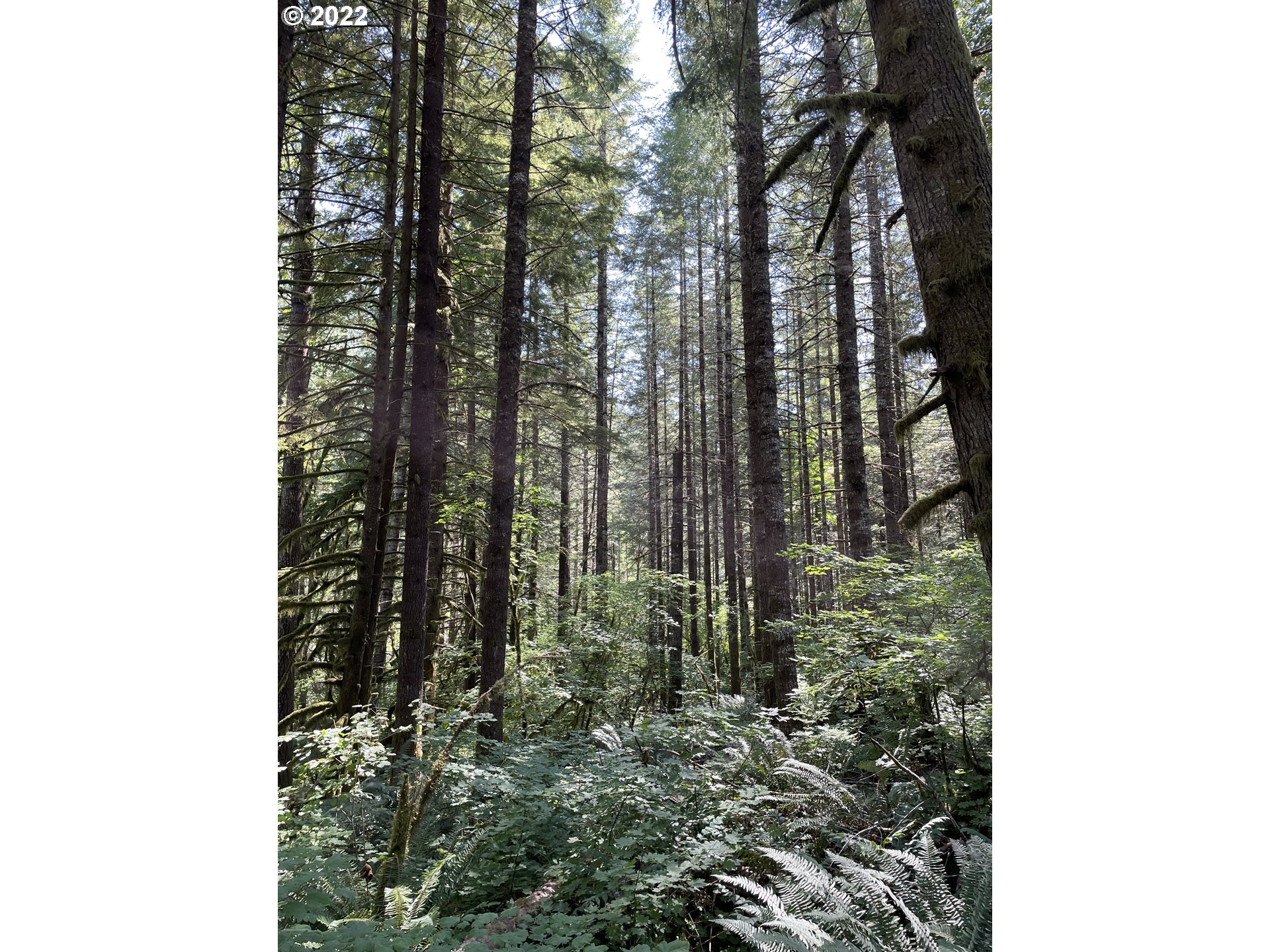 S Fork Molalla Rd Property Photo 11