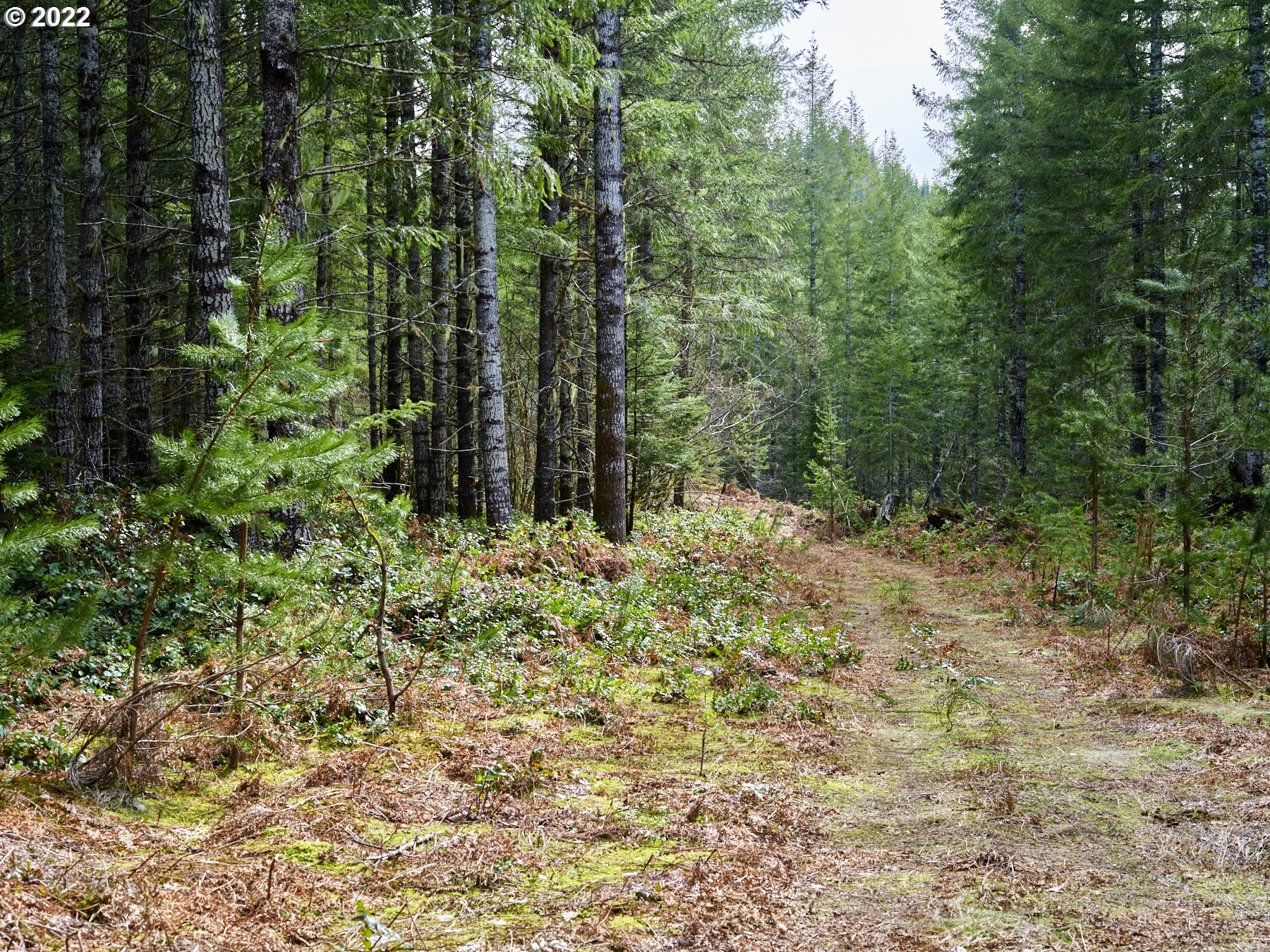 3 Lahar Ln Property Photo 19