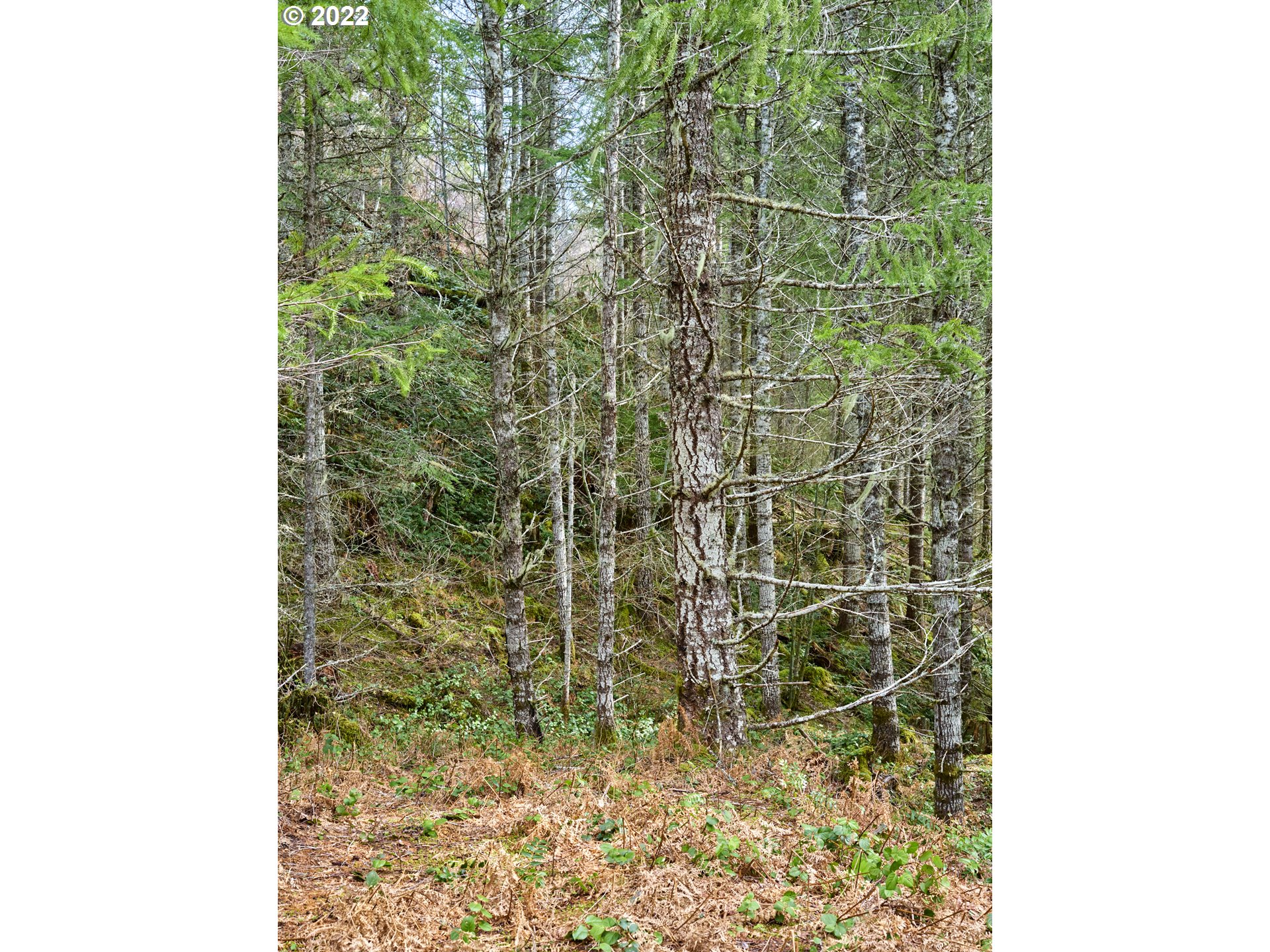 3 Lahar Ln Property Photo 20