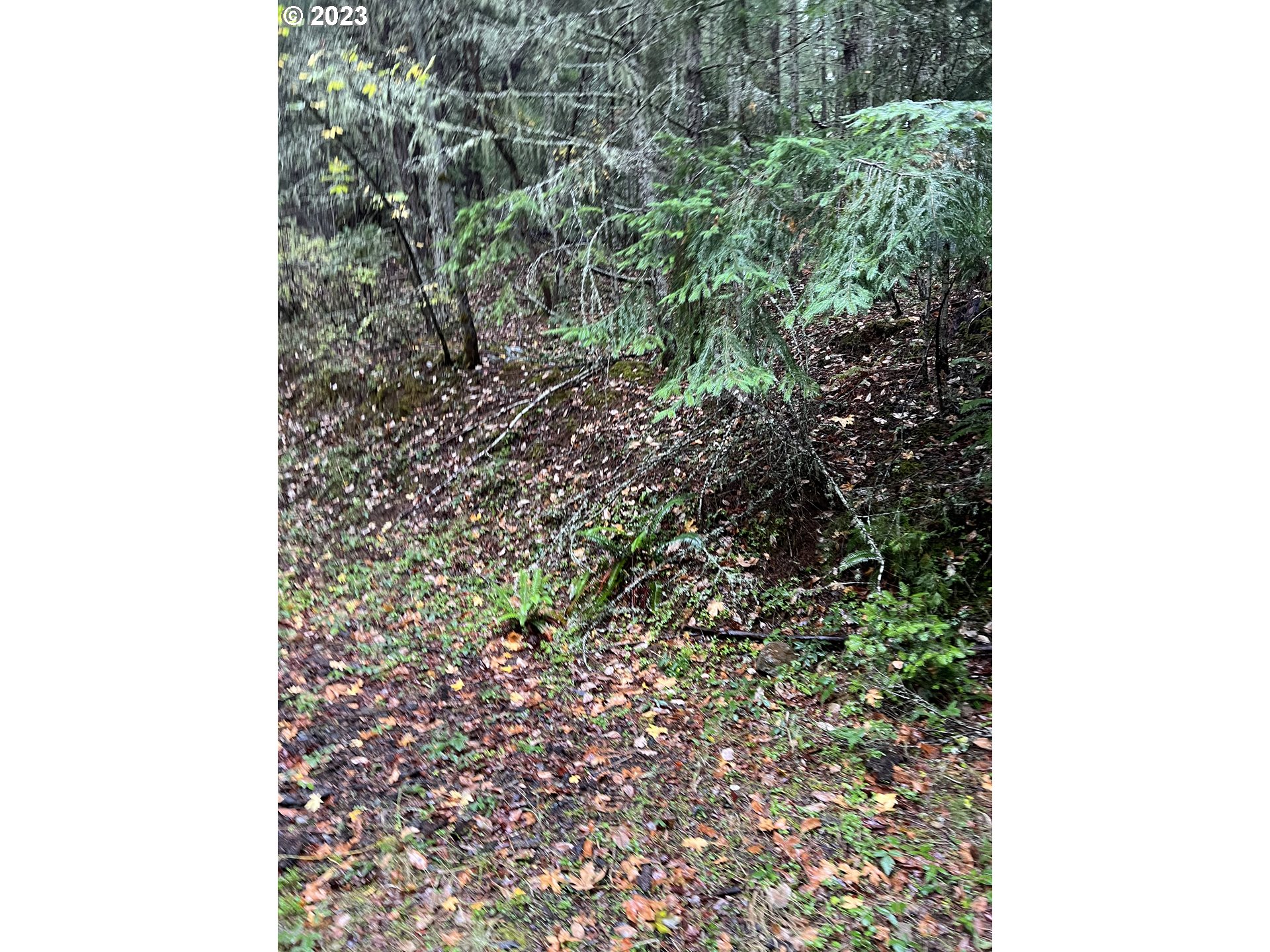 6232 Coyote Creek Rd Property Photo 18
