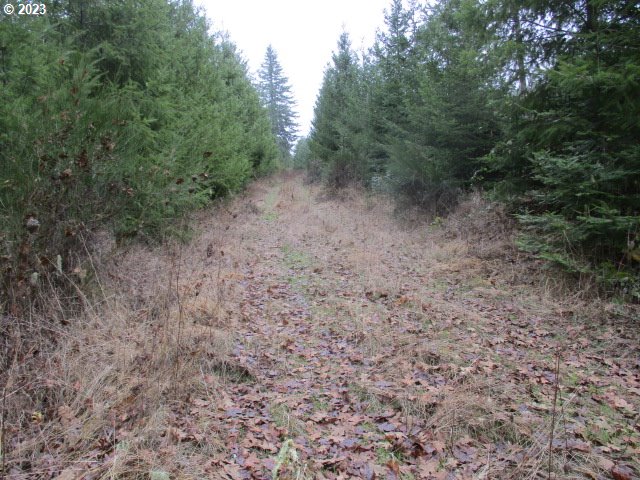 00 Buck Hollow Rd Property Photo 4