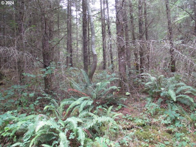 0 Bellinger Scale (1) Rd Property Photo 6