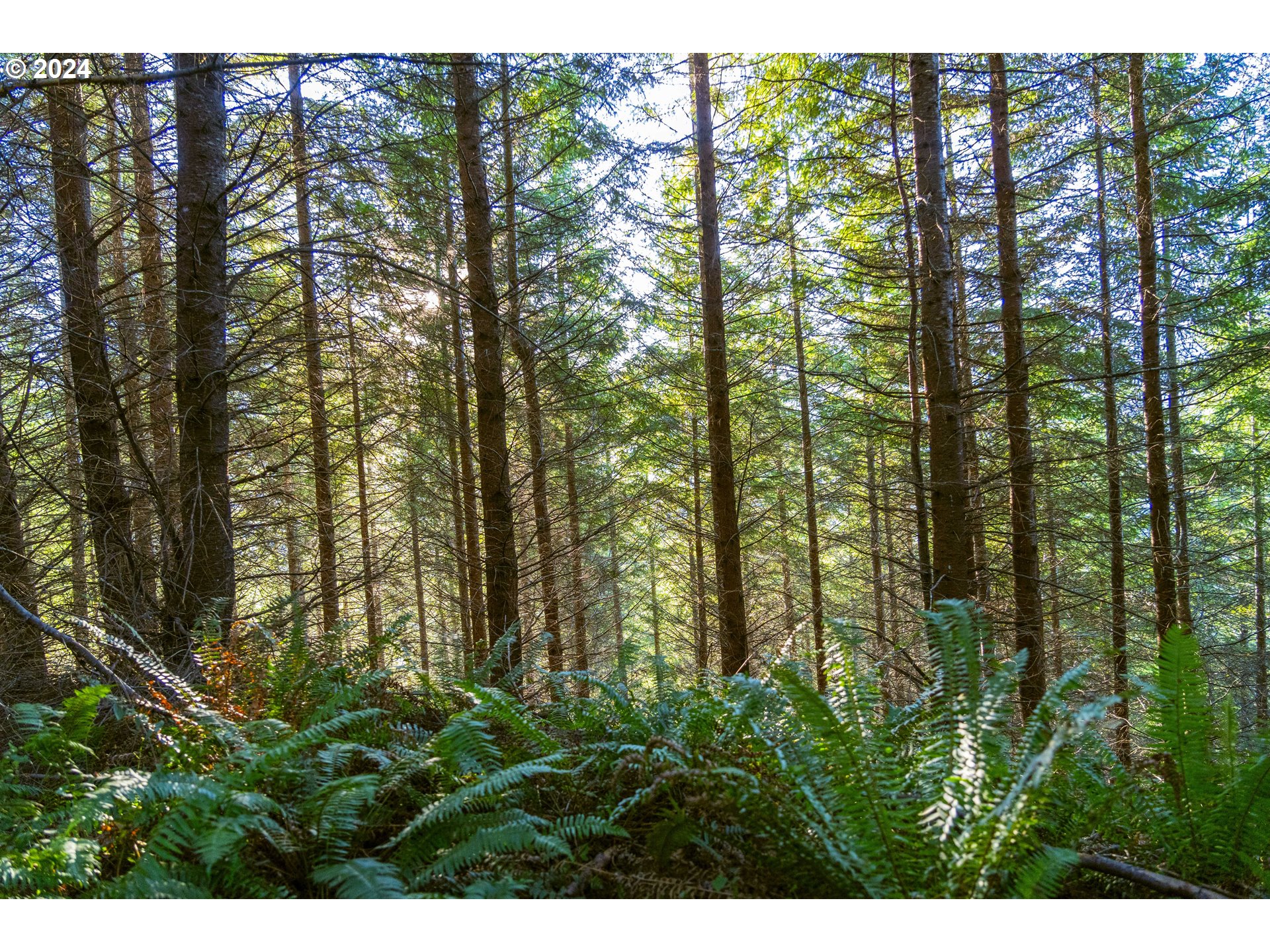 Sharps Creek Rd Property Photo 6