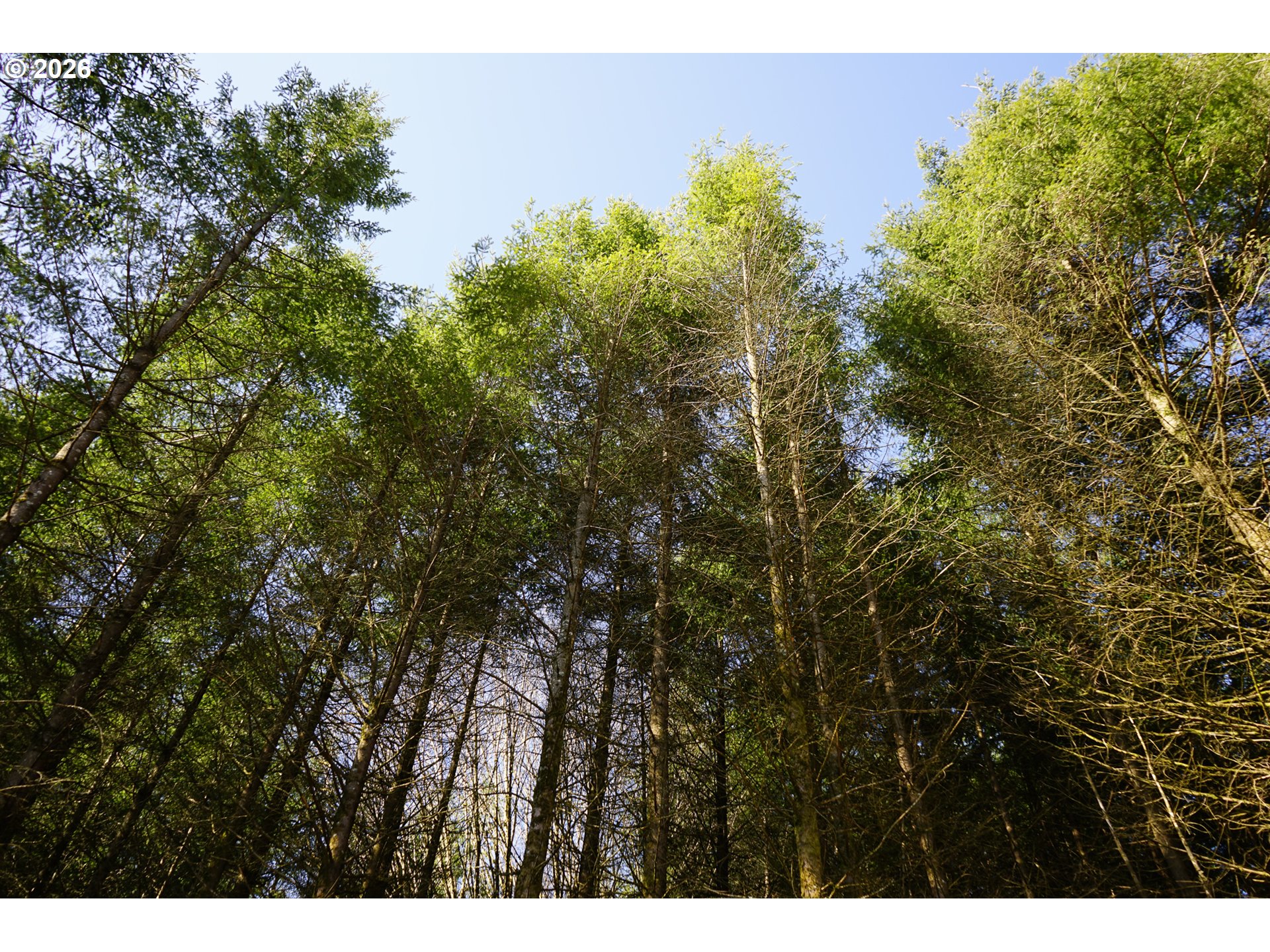 Mountain Top Property Photo 25