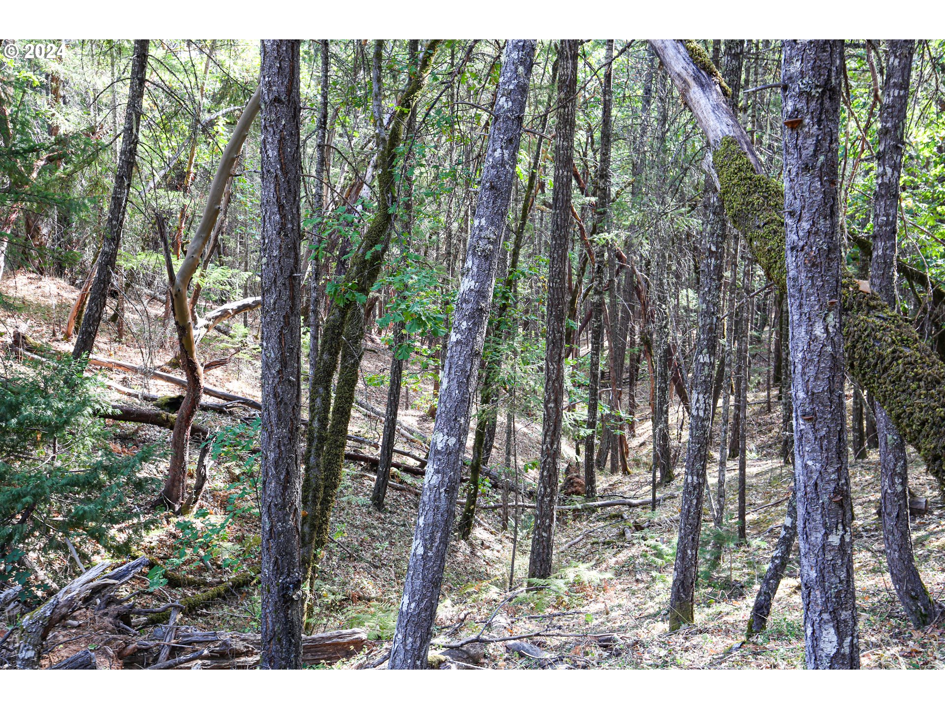 Quartz Creek Rd Property Photo 3