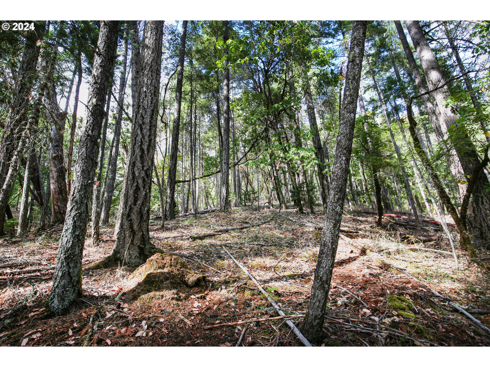 Quartz Creek Rd Property Photo 5