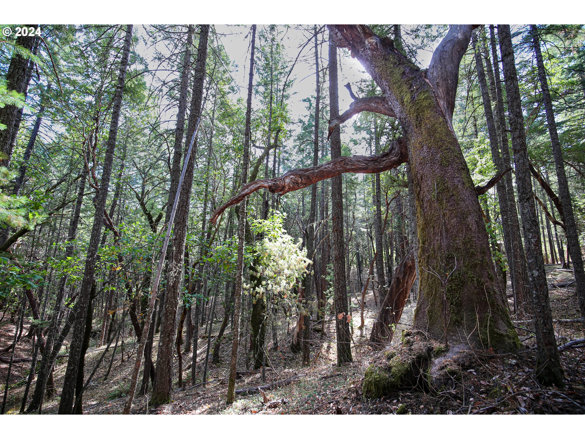 Quartz Creek Rd Property Photo 6