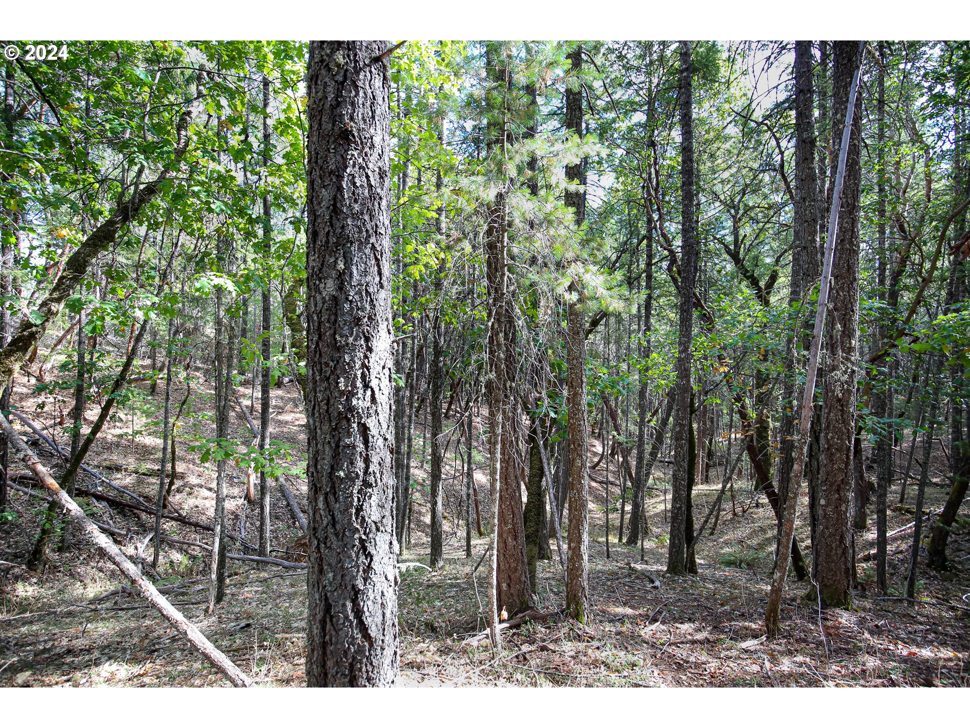 Quartz Creek Rd Property Photo 7
