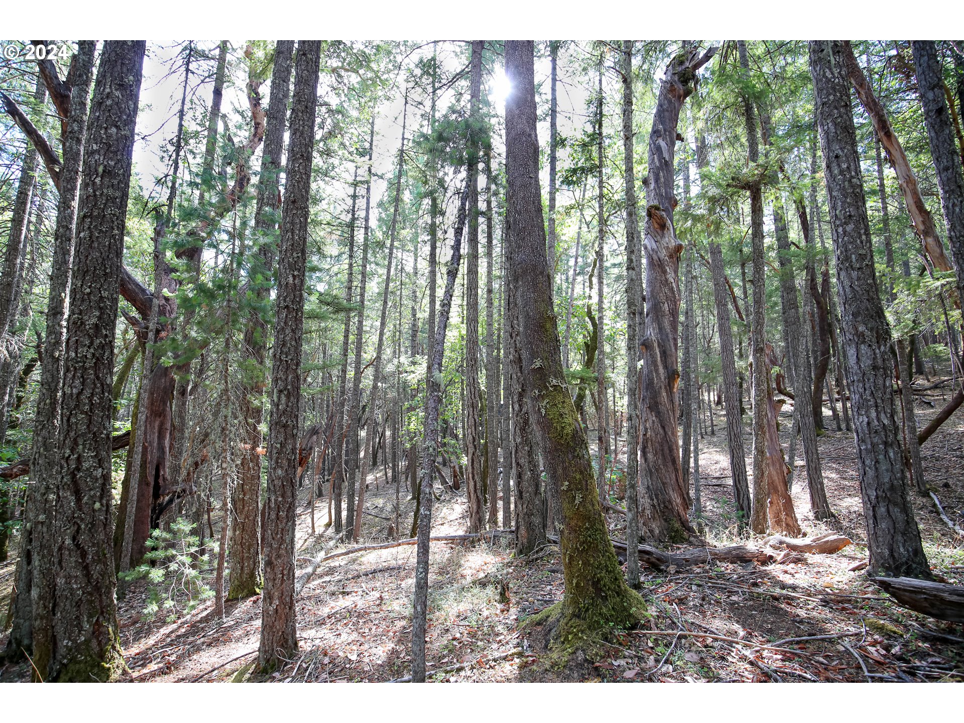 Quartz Creek Rd Property Photo 8