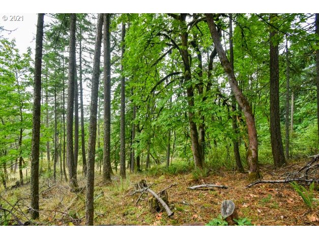 32475 Fox Hollow Rd Property Photo 4