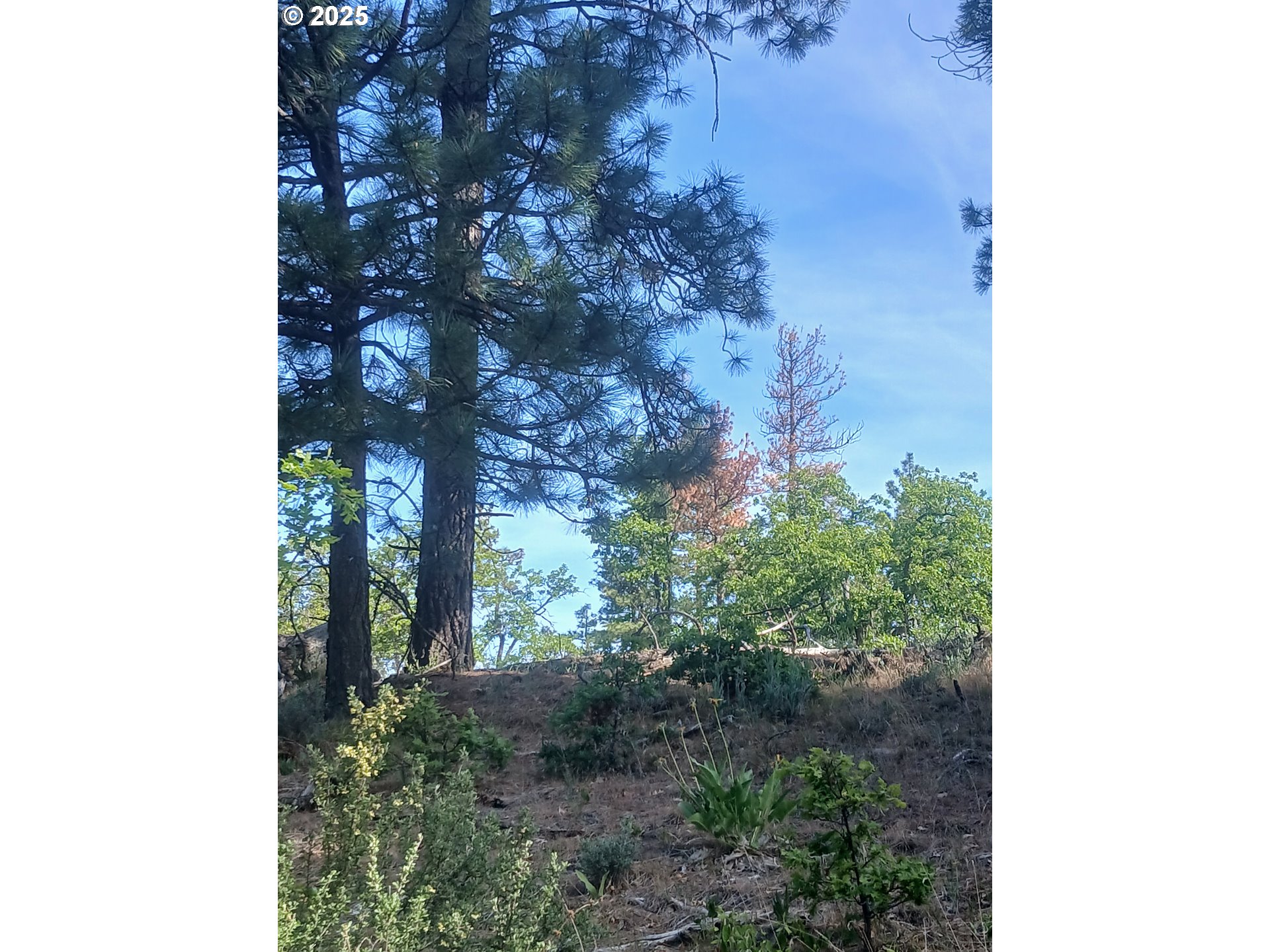 Cougar Rd Property Photo 6