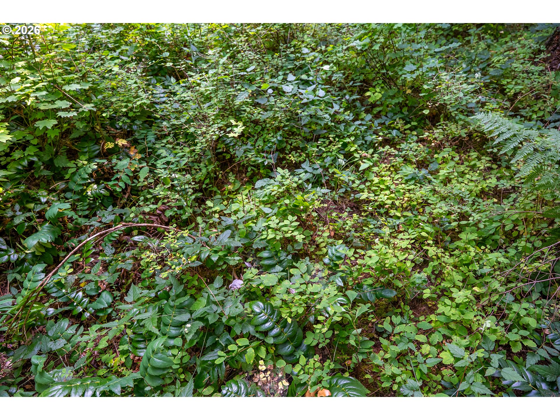 241 Hawk Meadows Rd Property Photo 5