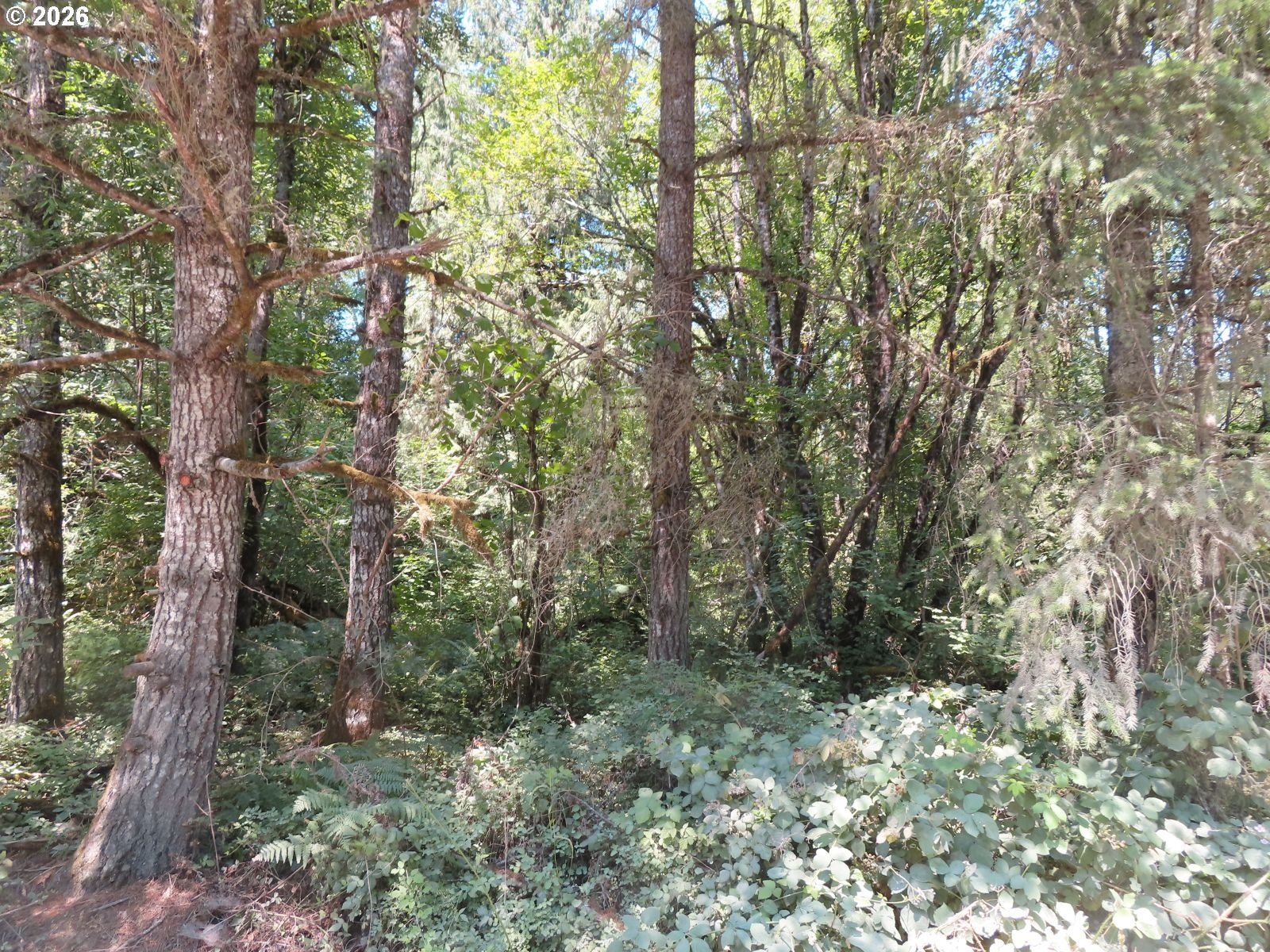 115 Campground Ln Property Photo 3