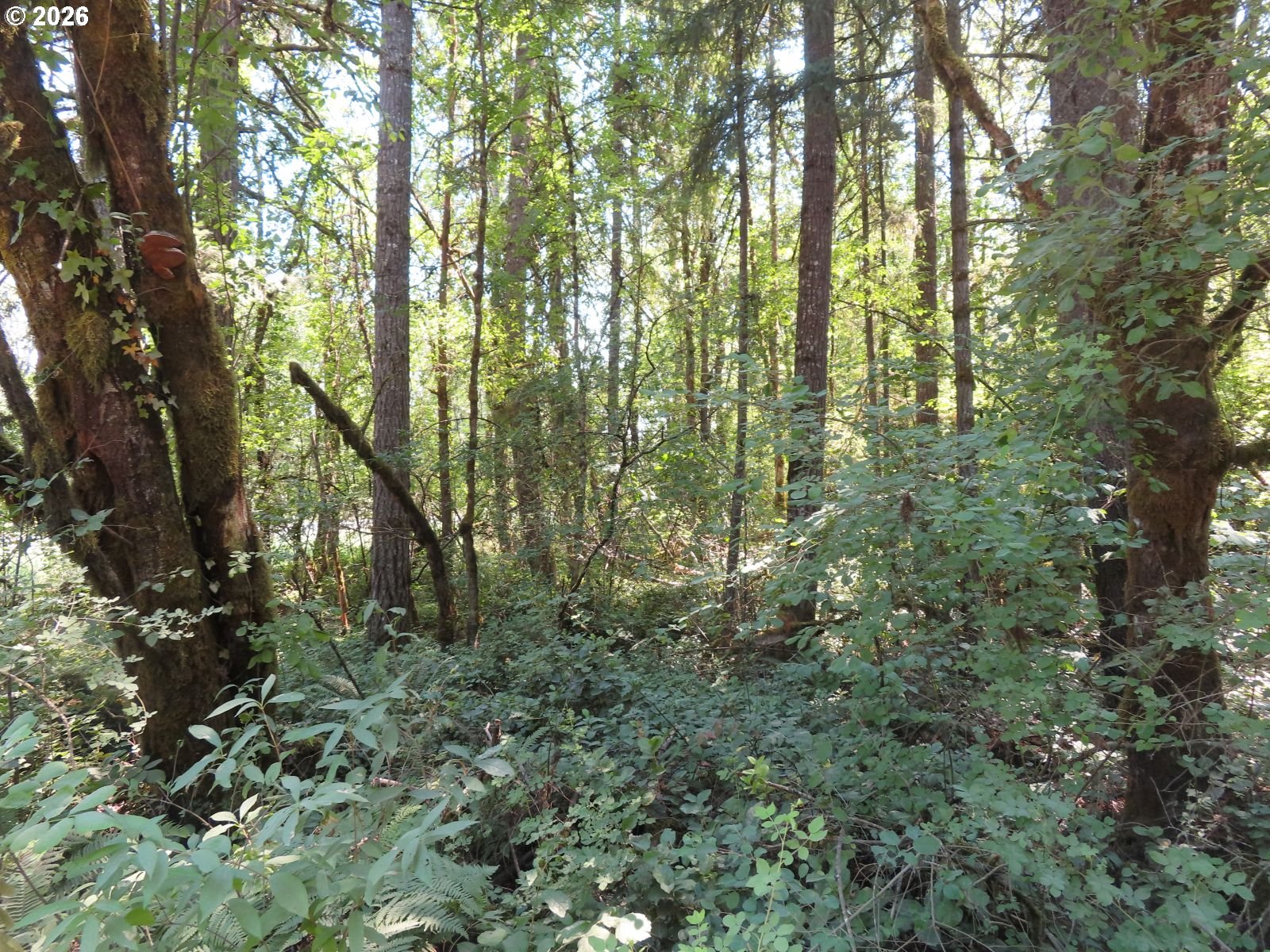 115 Campground Ln Property Photo 13