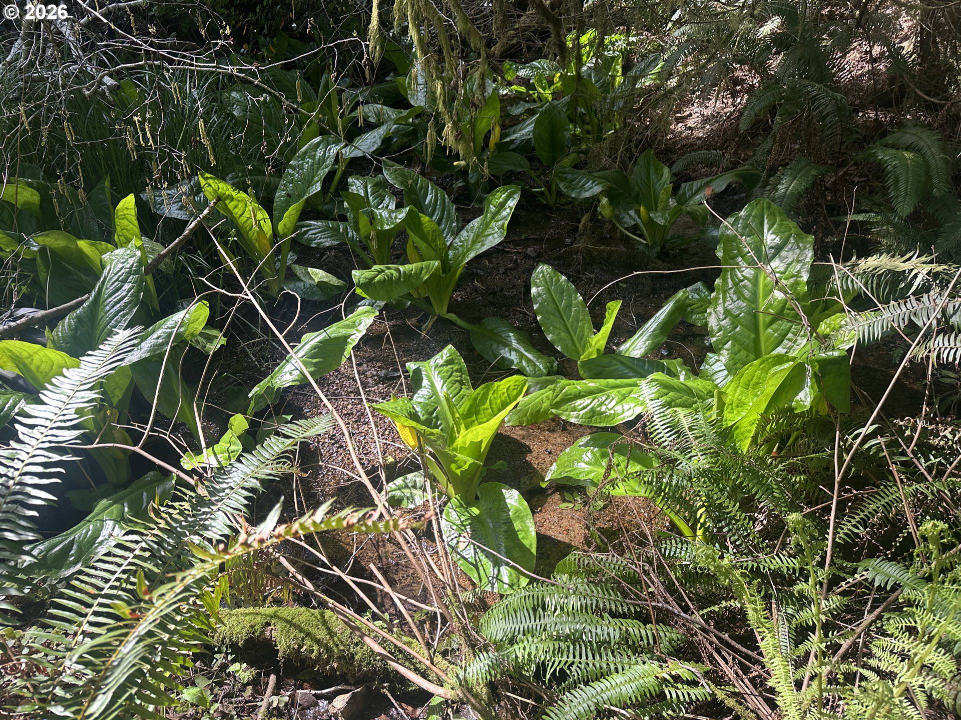 Cedar Terraces Property Photo 5