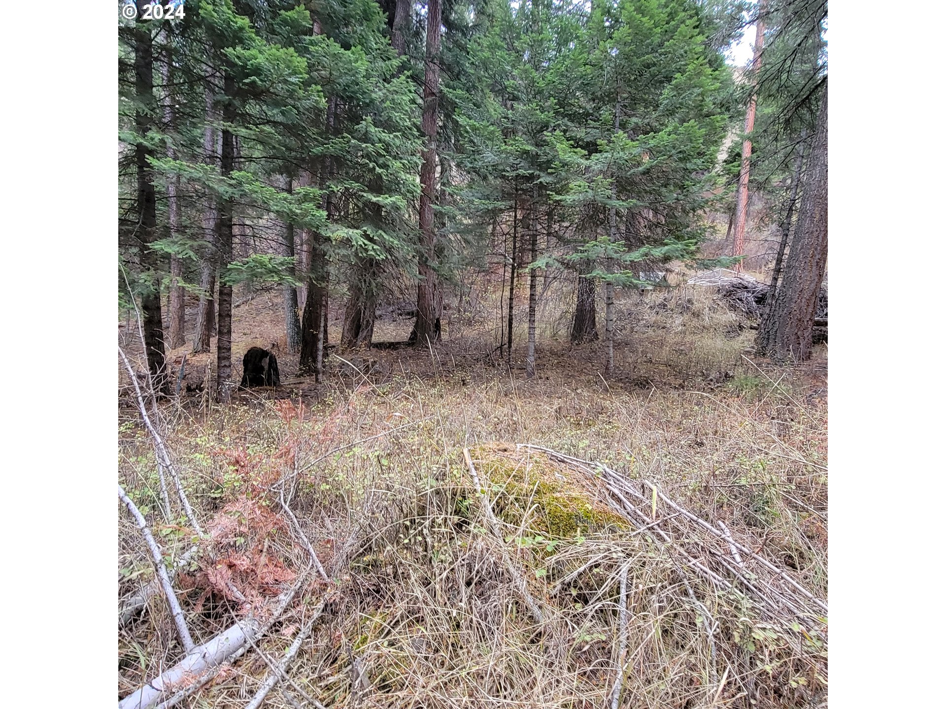 River Canyon Rd Tl 900 Property Photo 10
