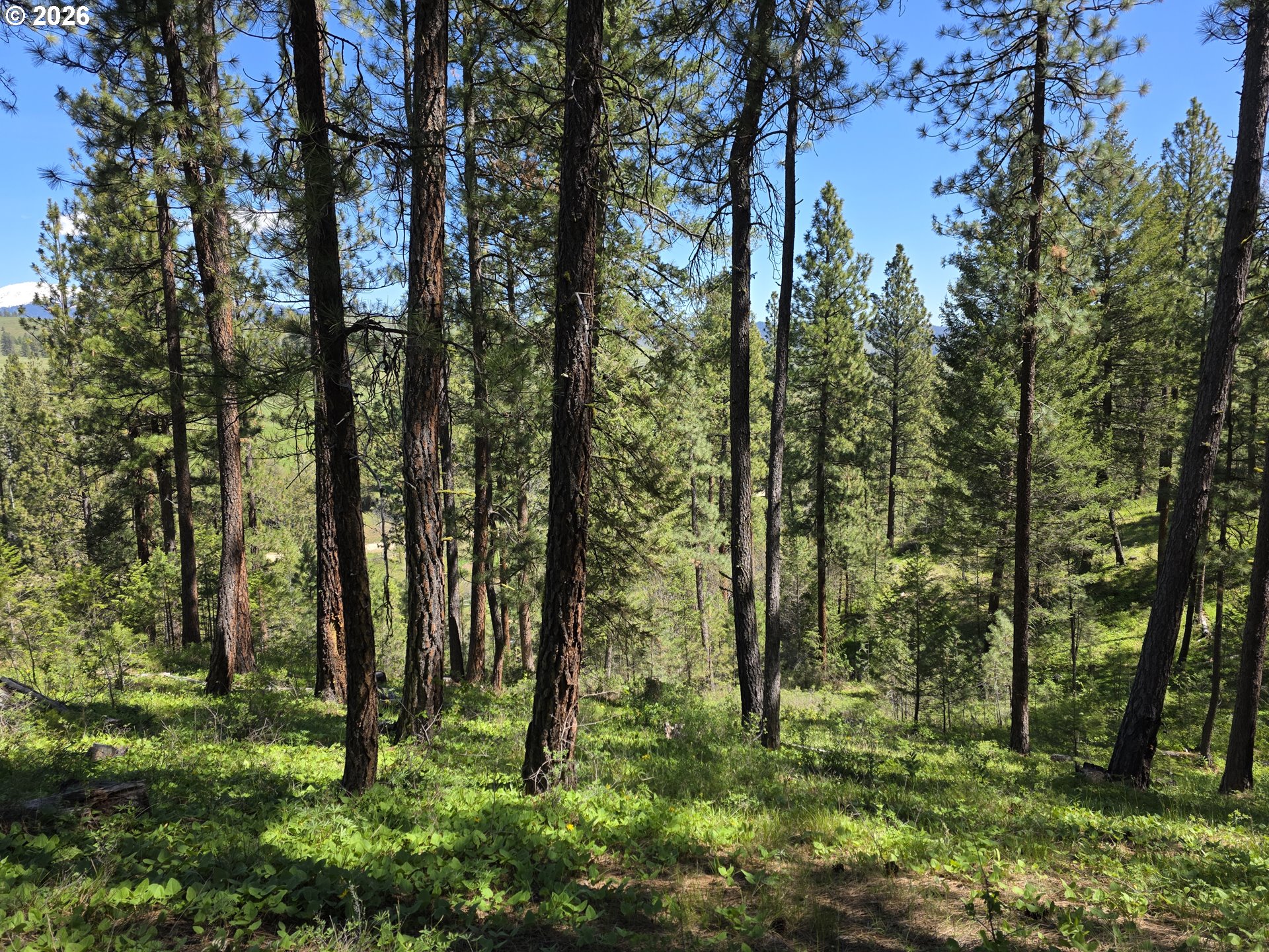0 Ledge Creek Property Photo 1