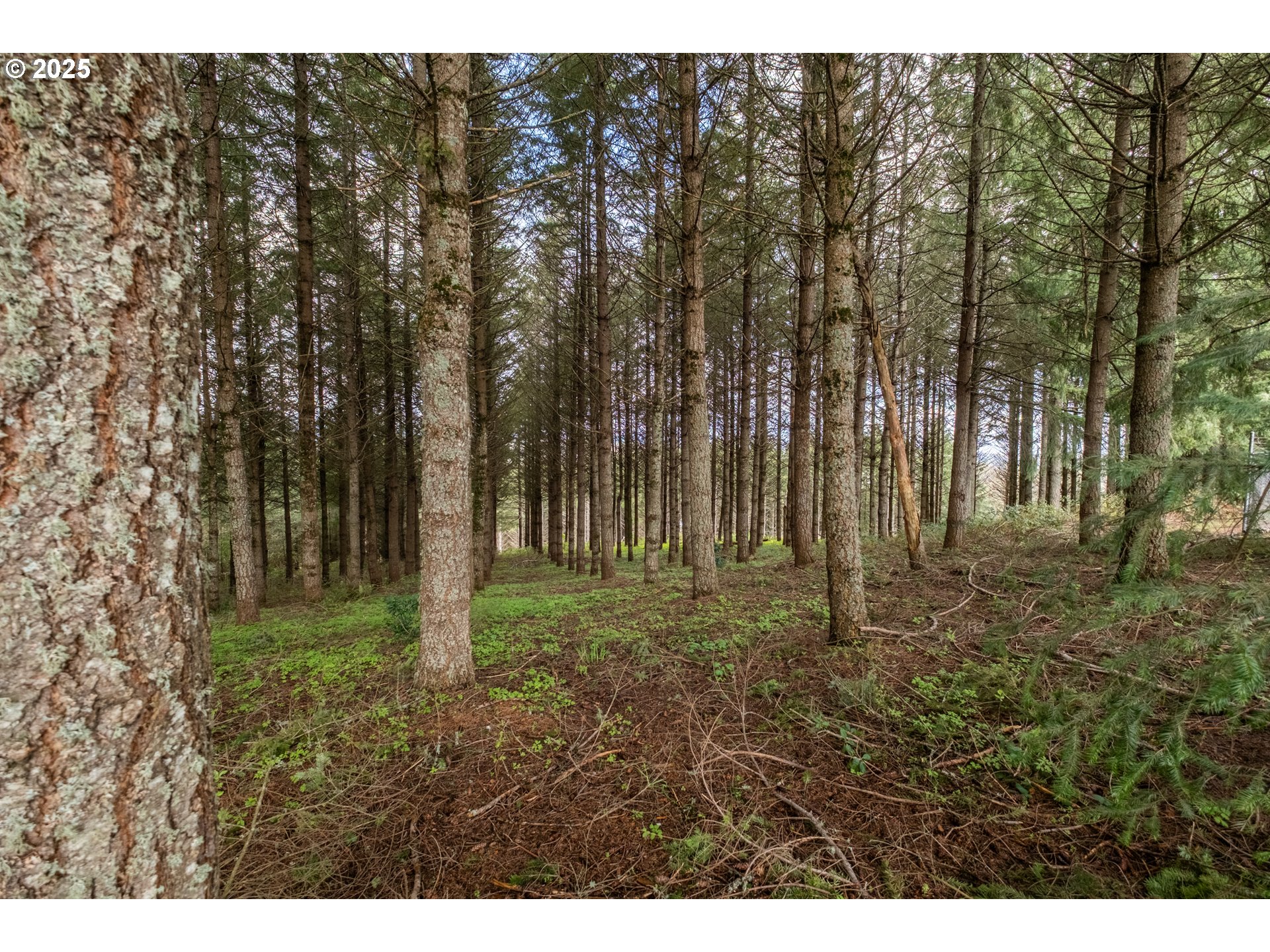 92884 Applegate Property Photo 25