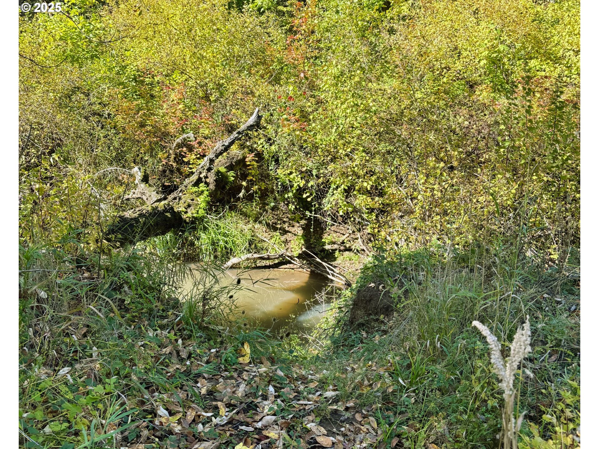 Siuslaw River Rd Property Photo 9
