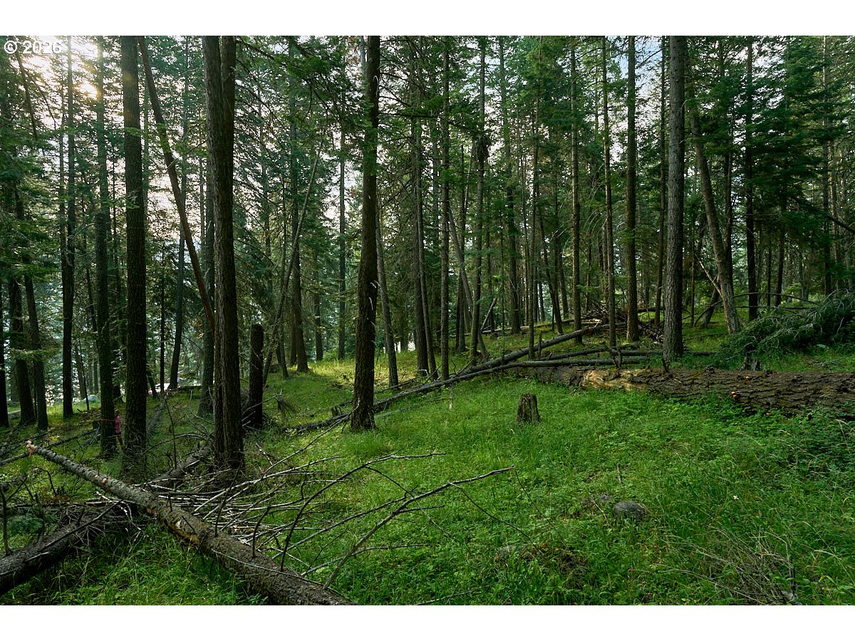 Chipmunk Lane Property Photo 3