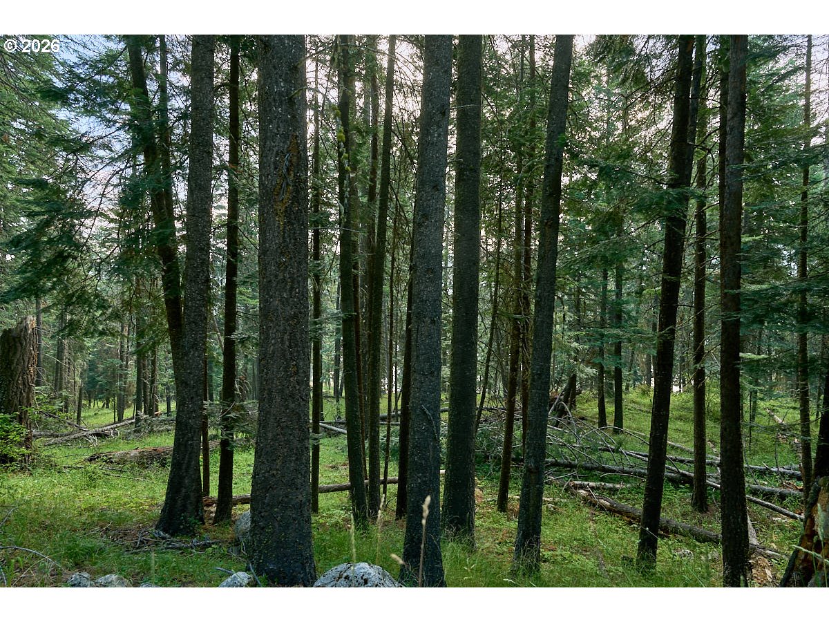 Chipmunk Lane Property Photo 5