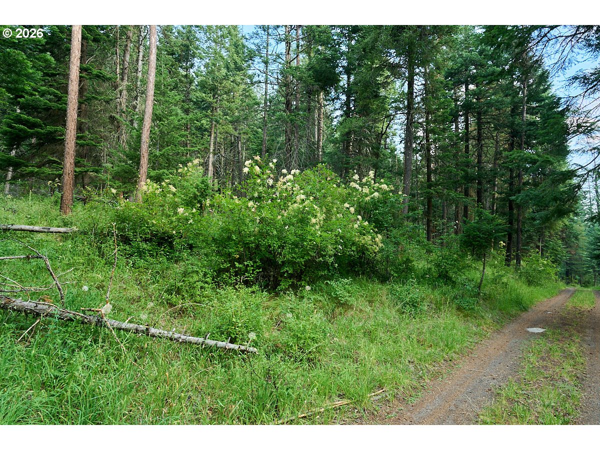 Chipmunk Lane Property Photo 8