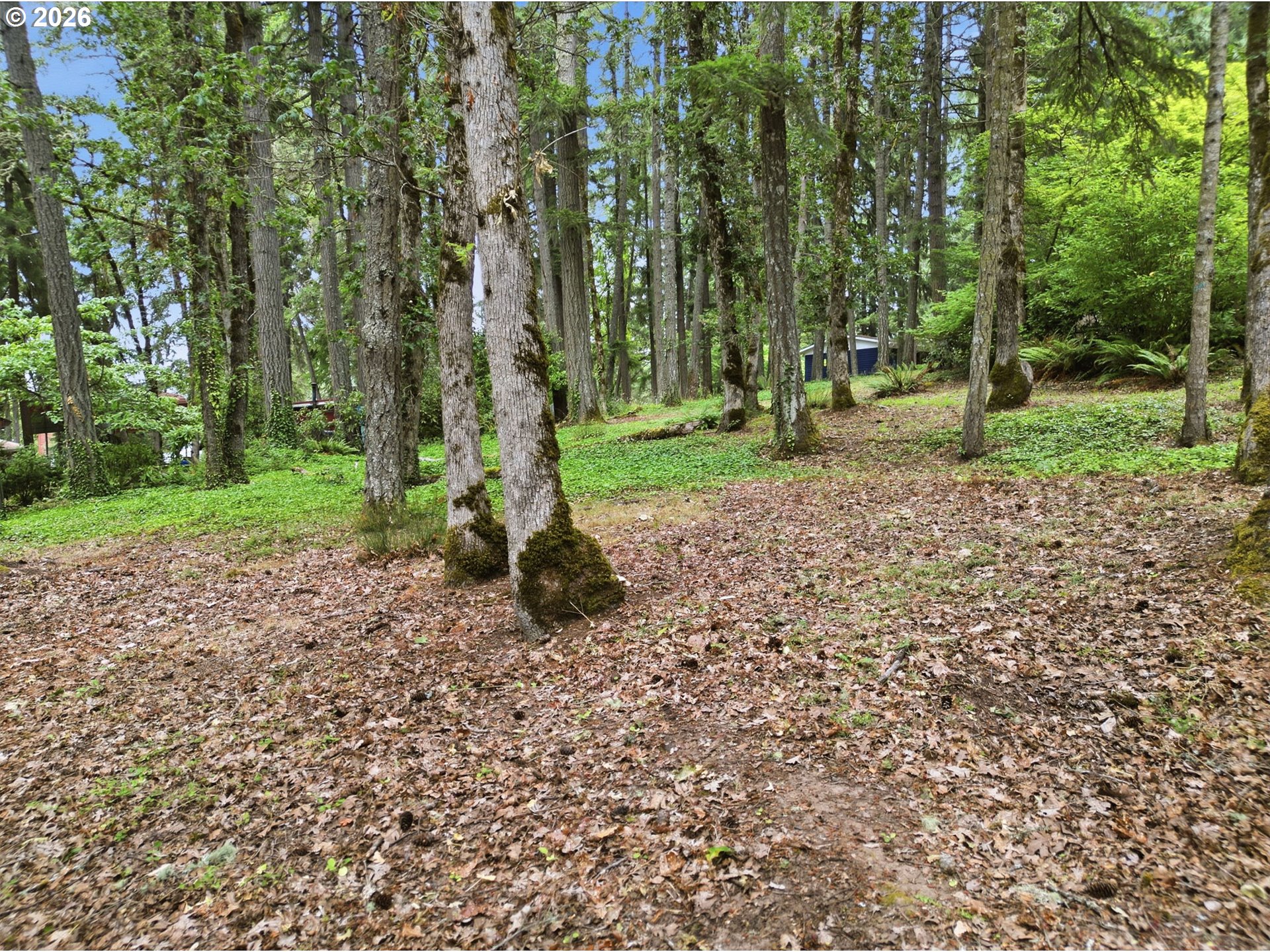 Old Dillard Rd Property Photo 7