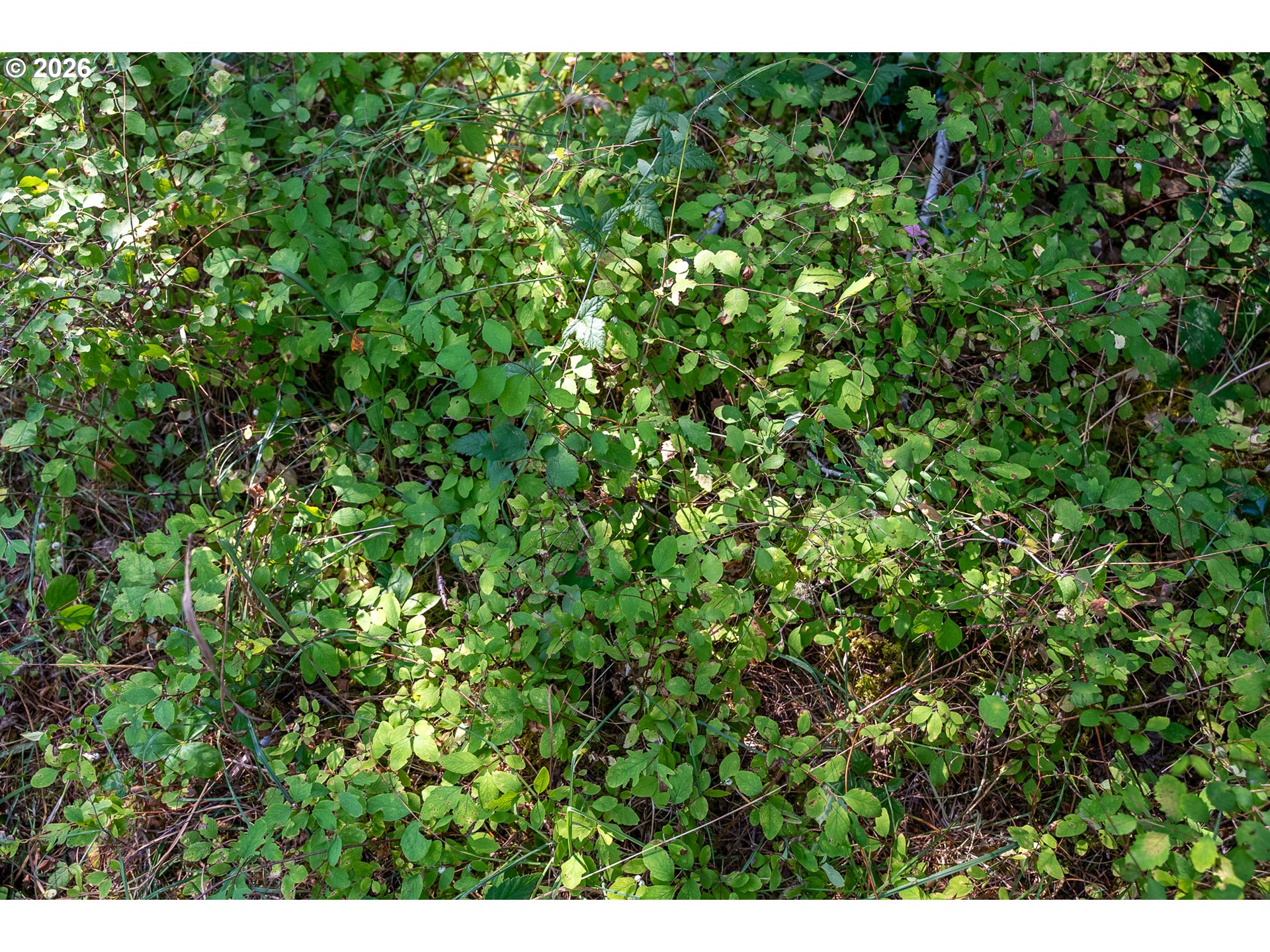 182 Hawk Meadows Rd Property Photo 13