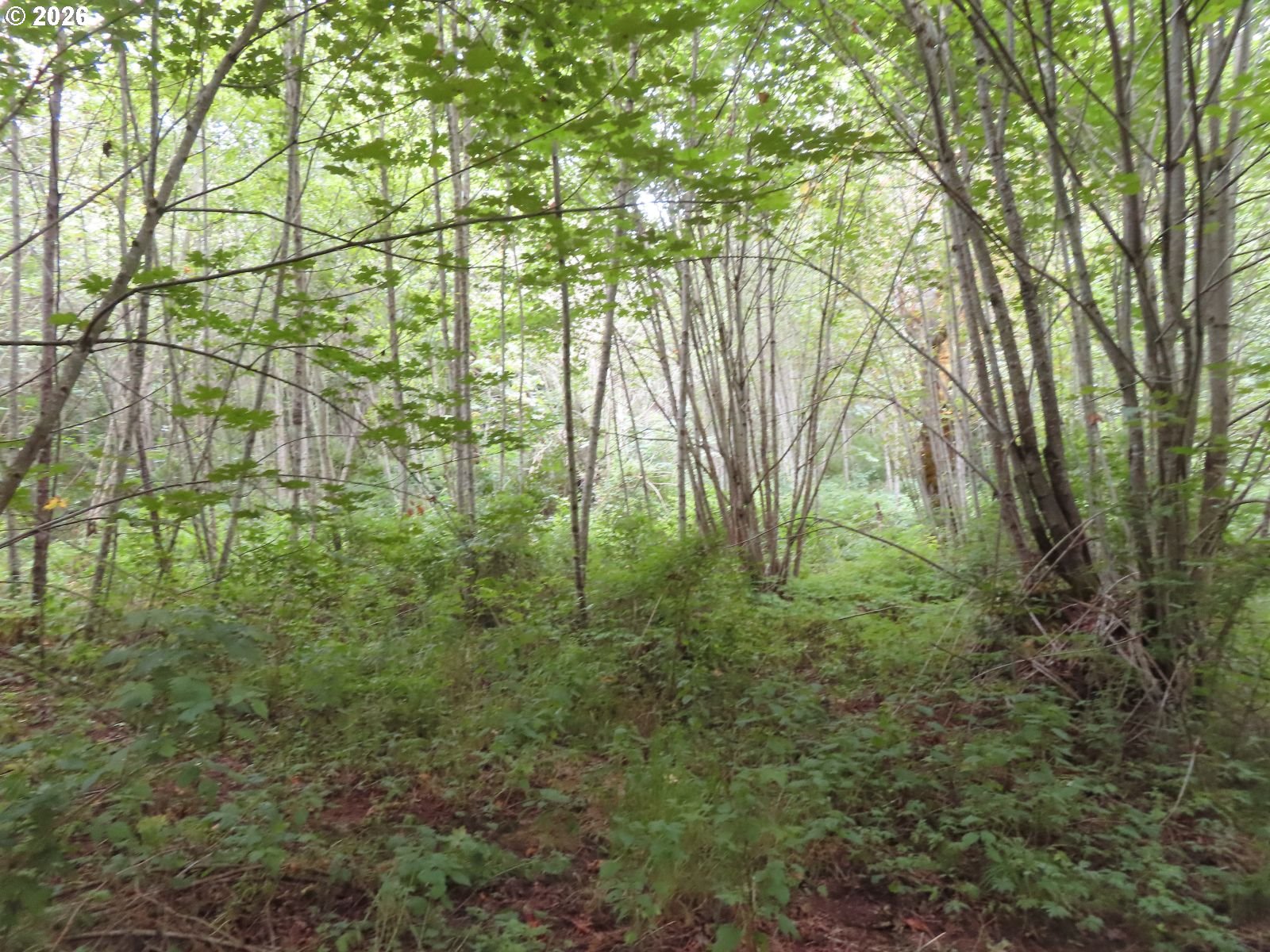 Del Ray Rd Property Photo 17
