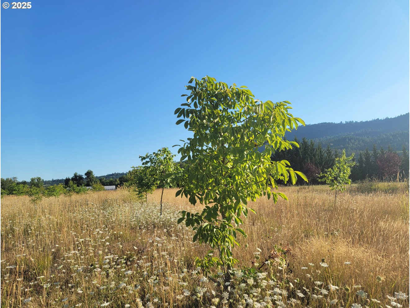 91298 Oak Crest Rd Property Photo 16