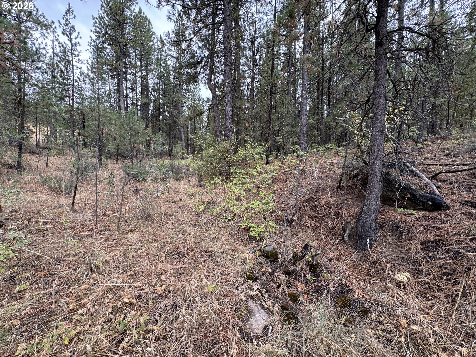 Fireline Property Photo 4
