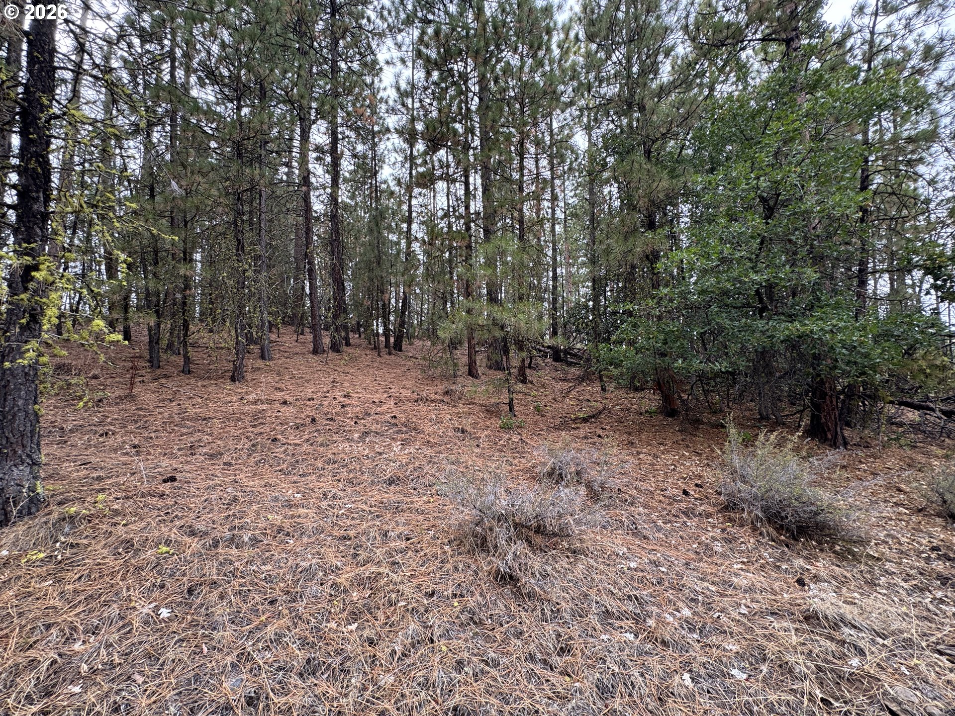 Fireline Property Photo 16