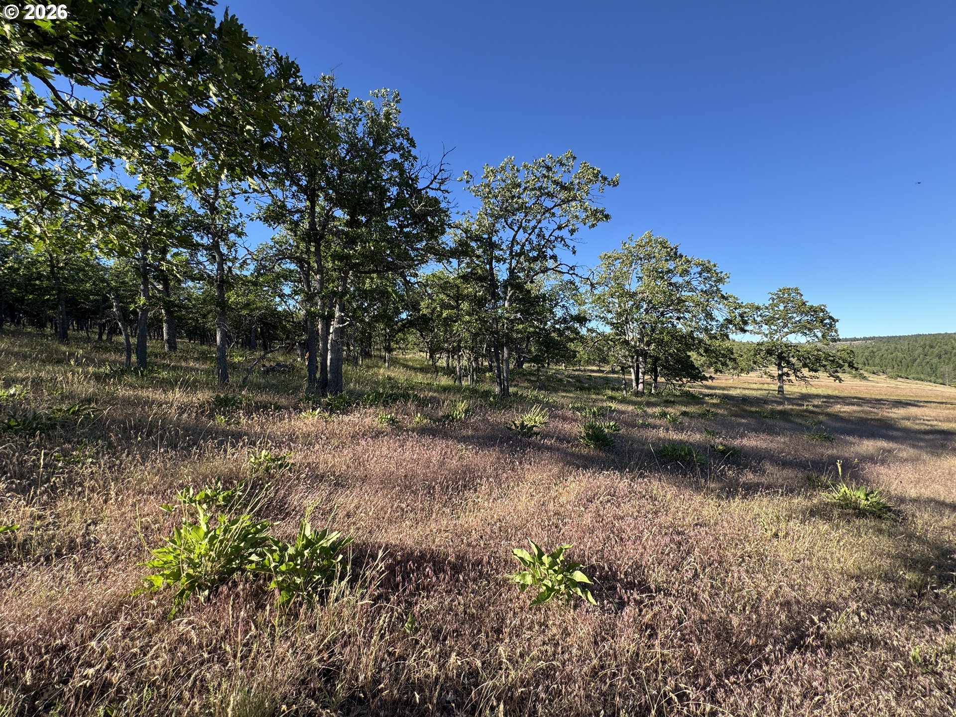 Piney Woods Property Photo 1