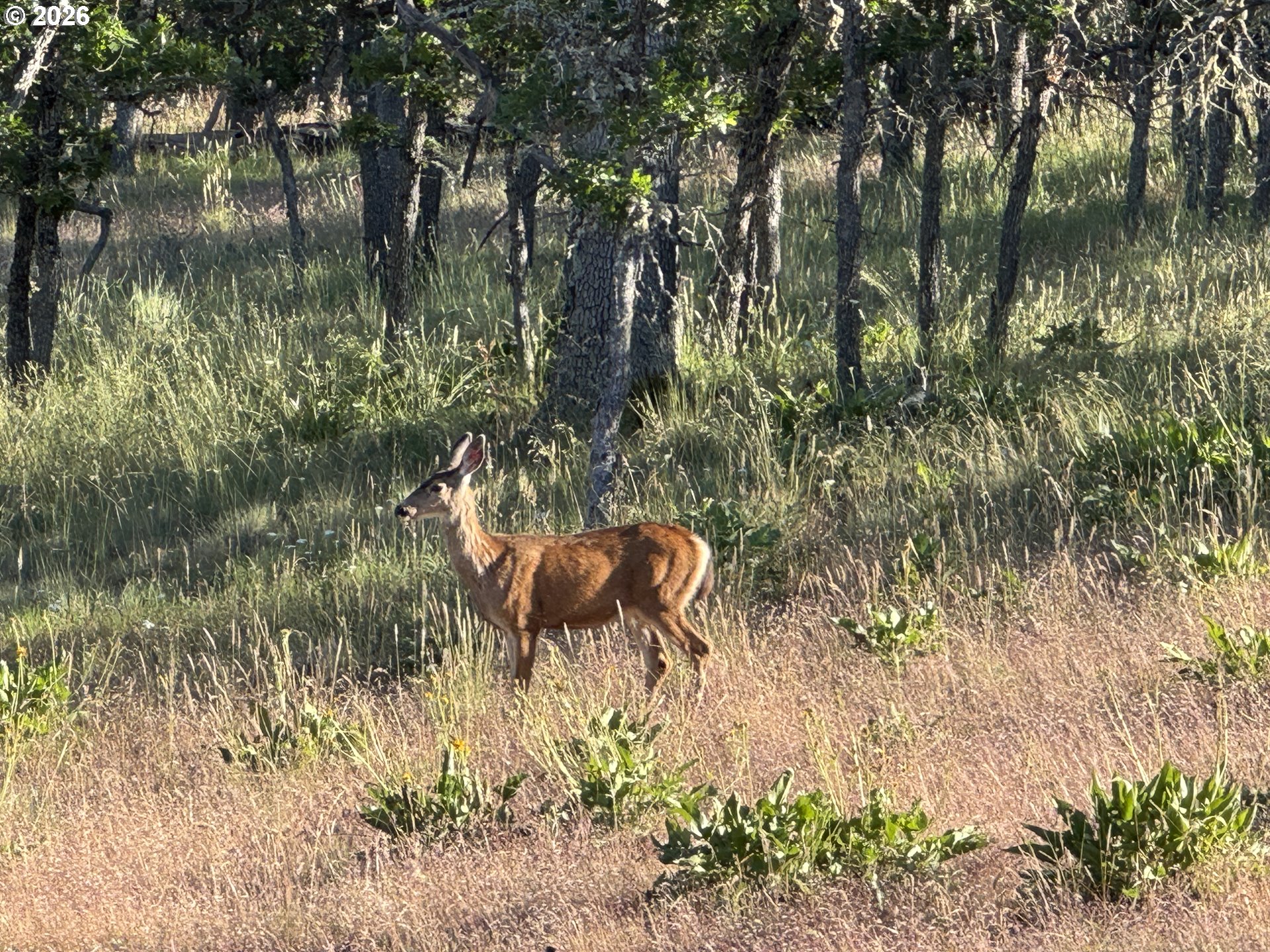 Piney Woods Property Photo 2