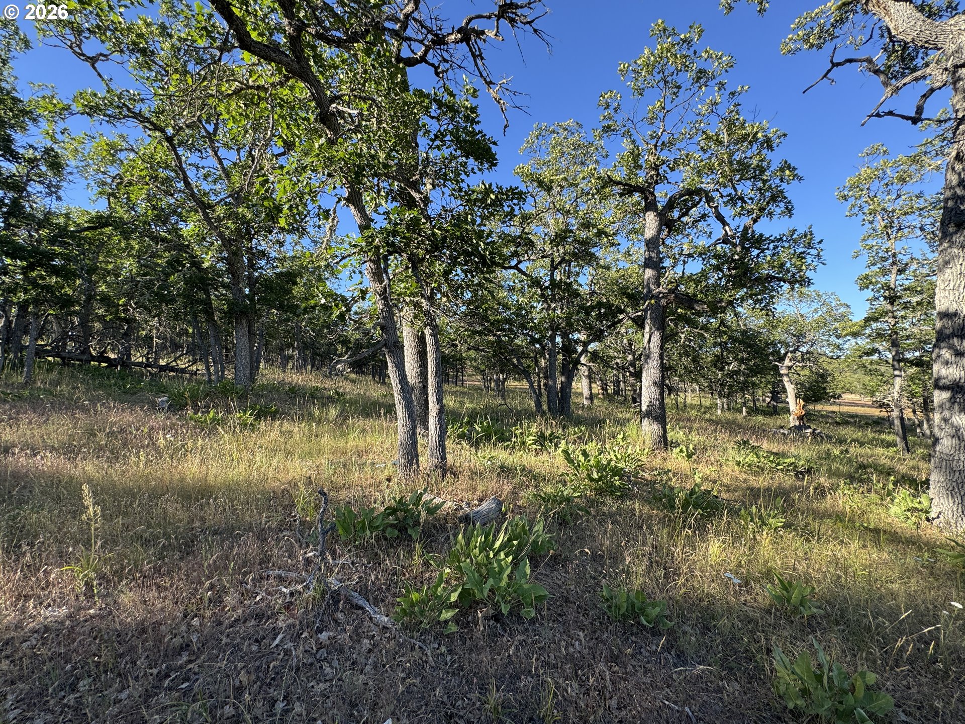 Piney Woods Property Photo 3