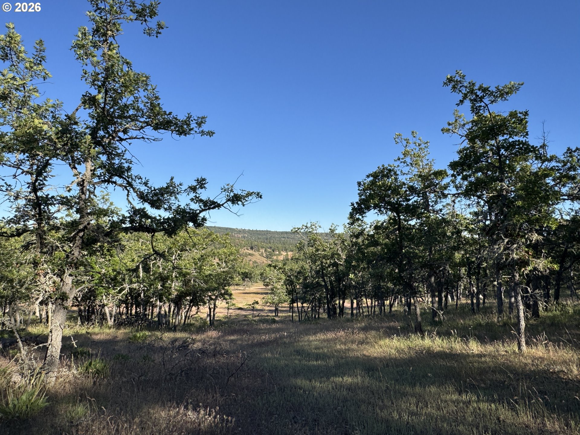 Piney Woods Property Photo 4