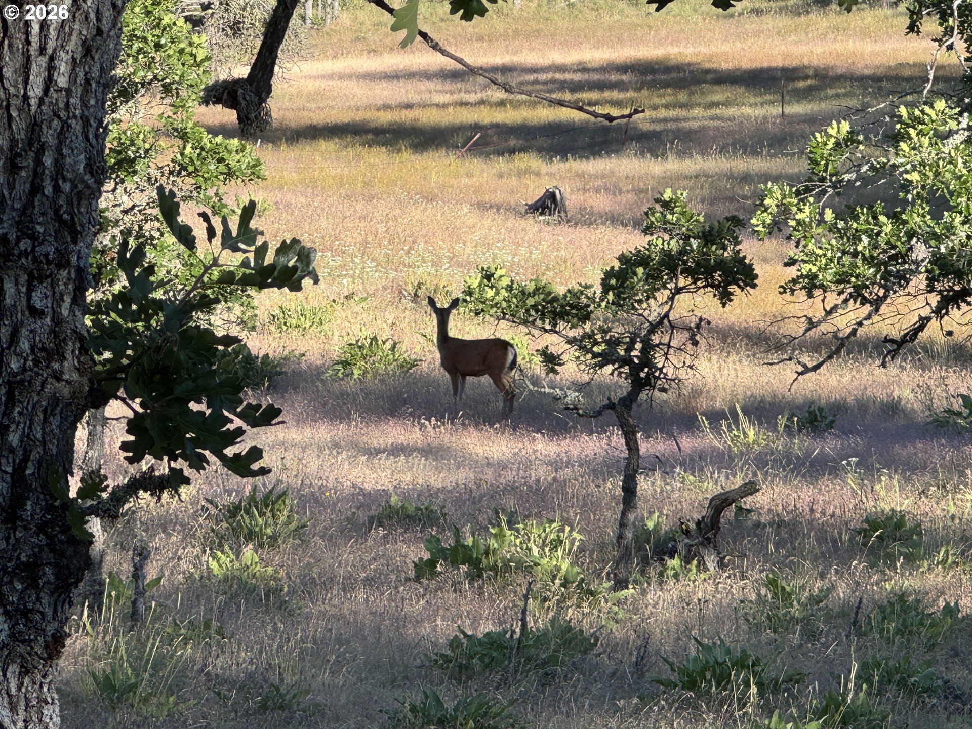 Piney Woods Property Photo 5
